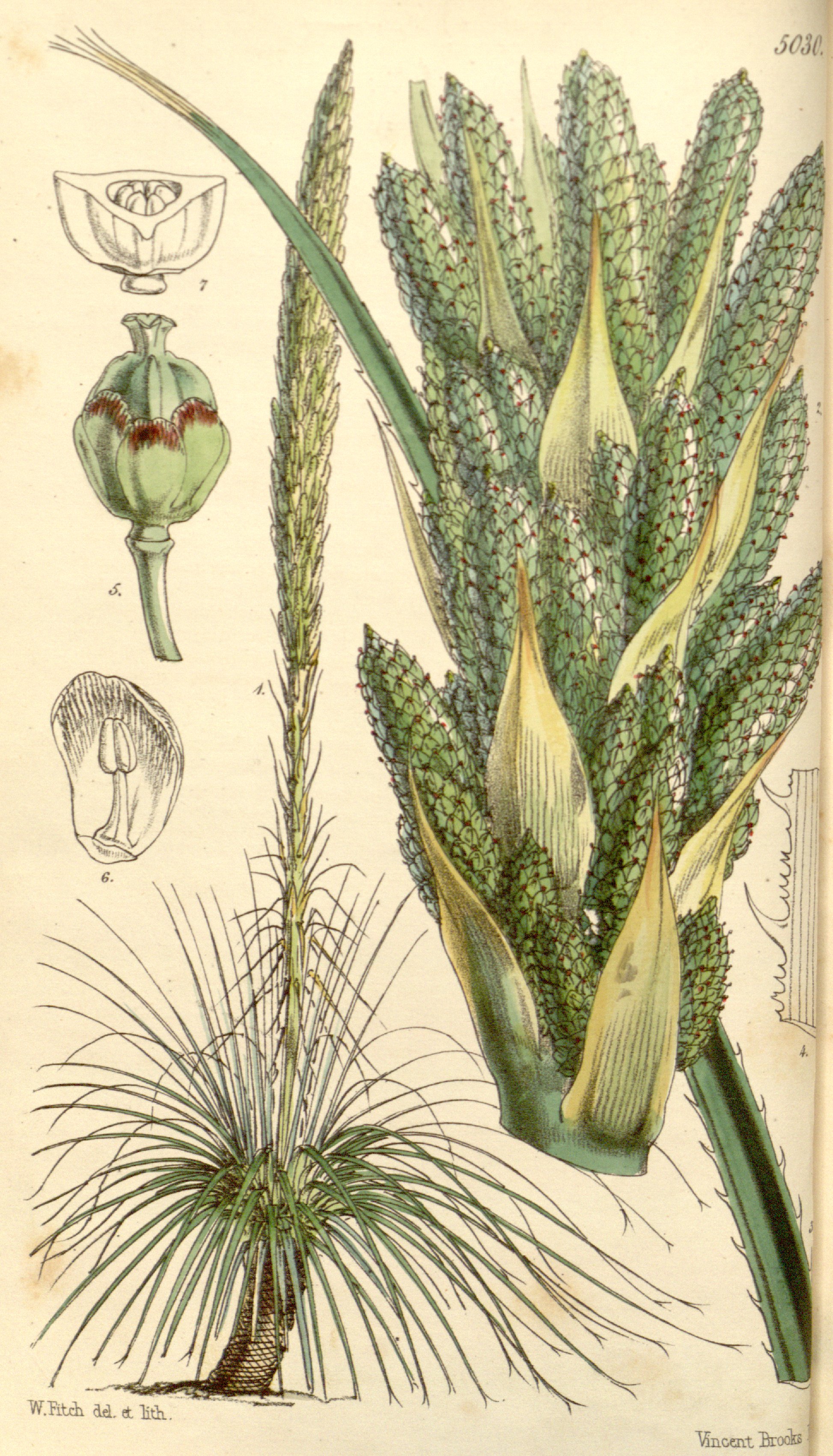 no full size  illustration available (3a)