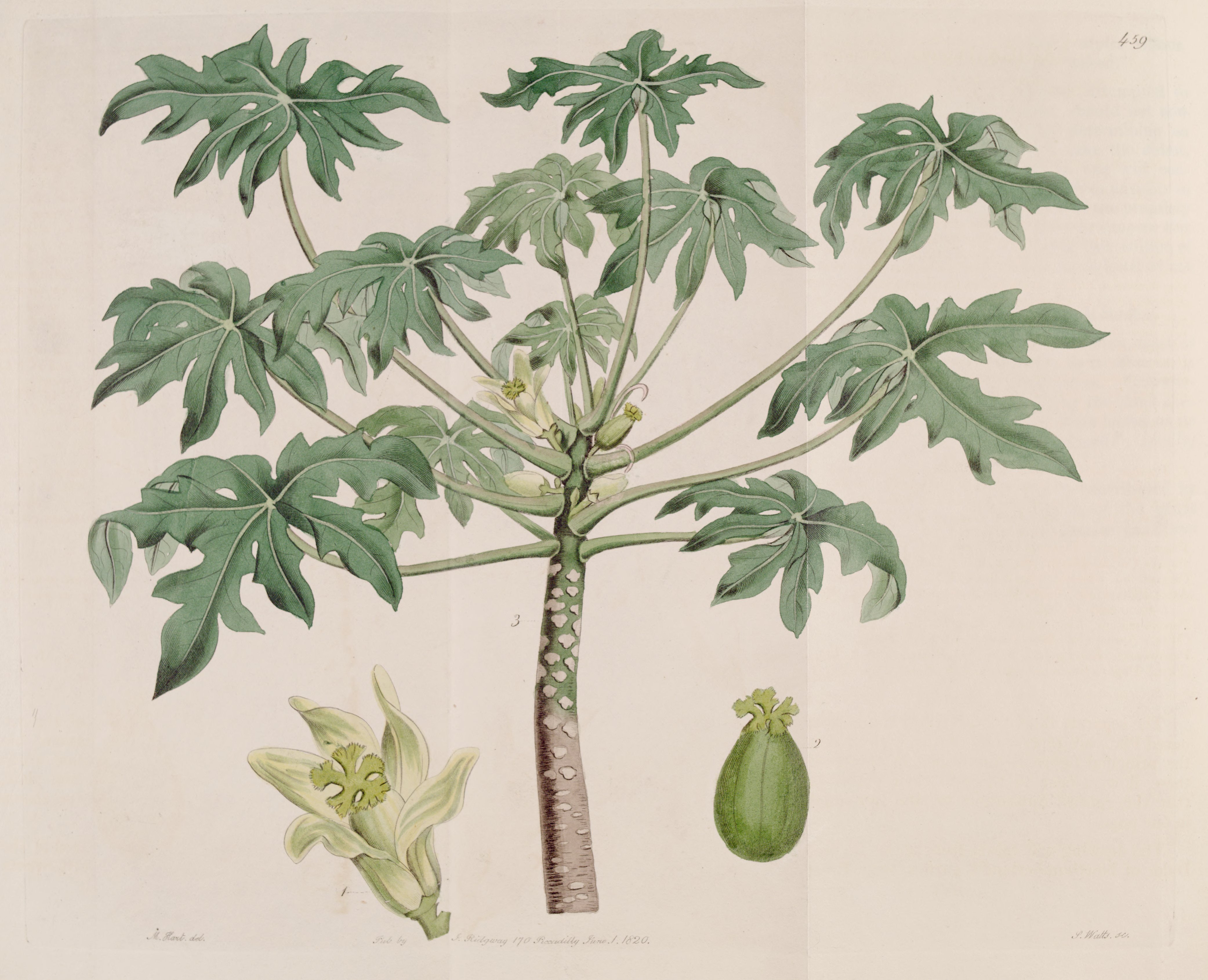 no full size  illustration available (3a)