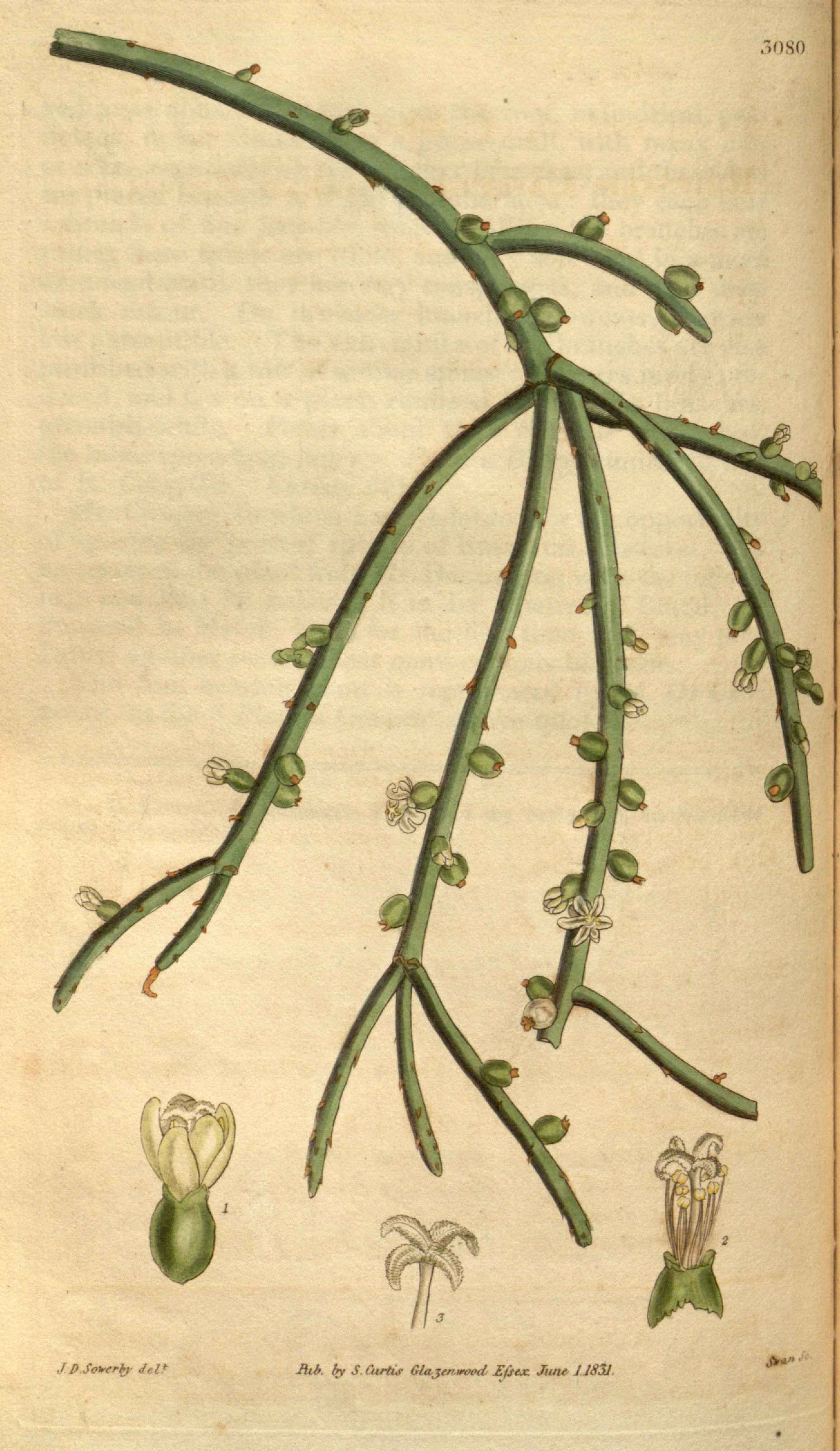 no full size  illustration available (3a)