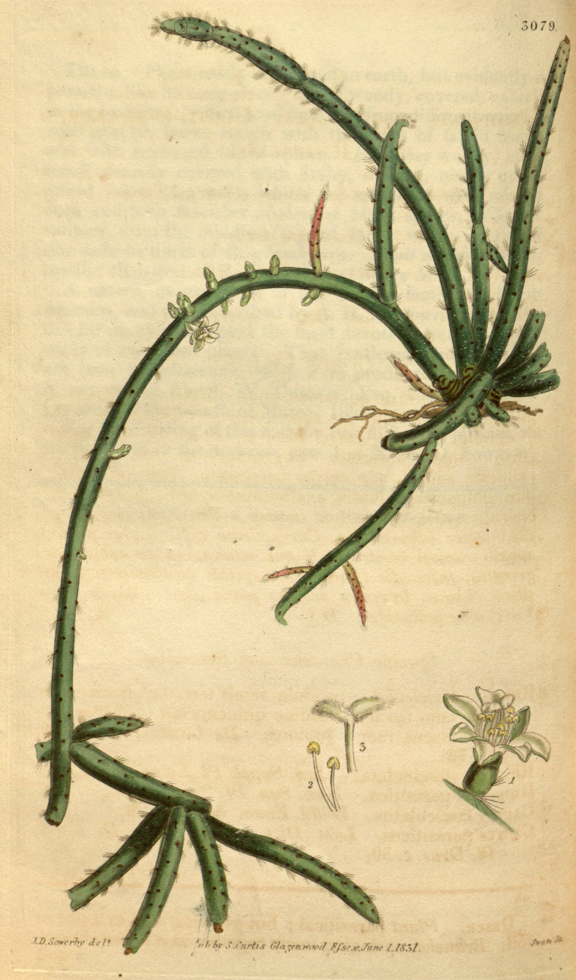 no full size  illustration available (3a)