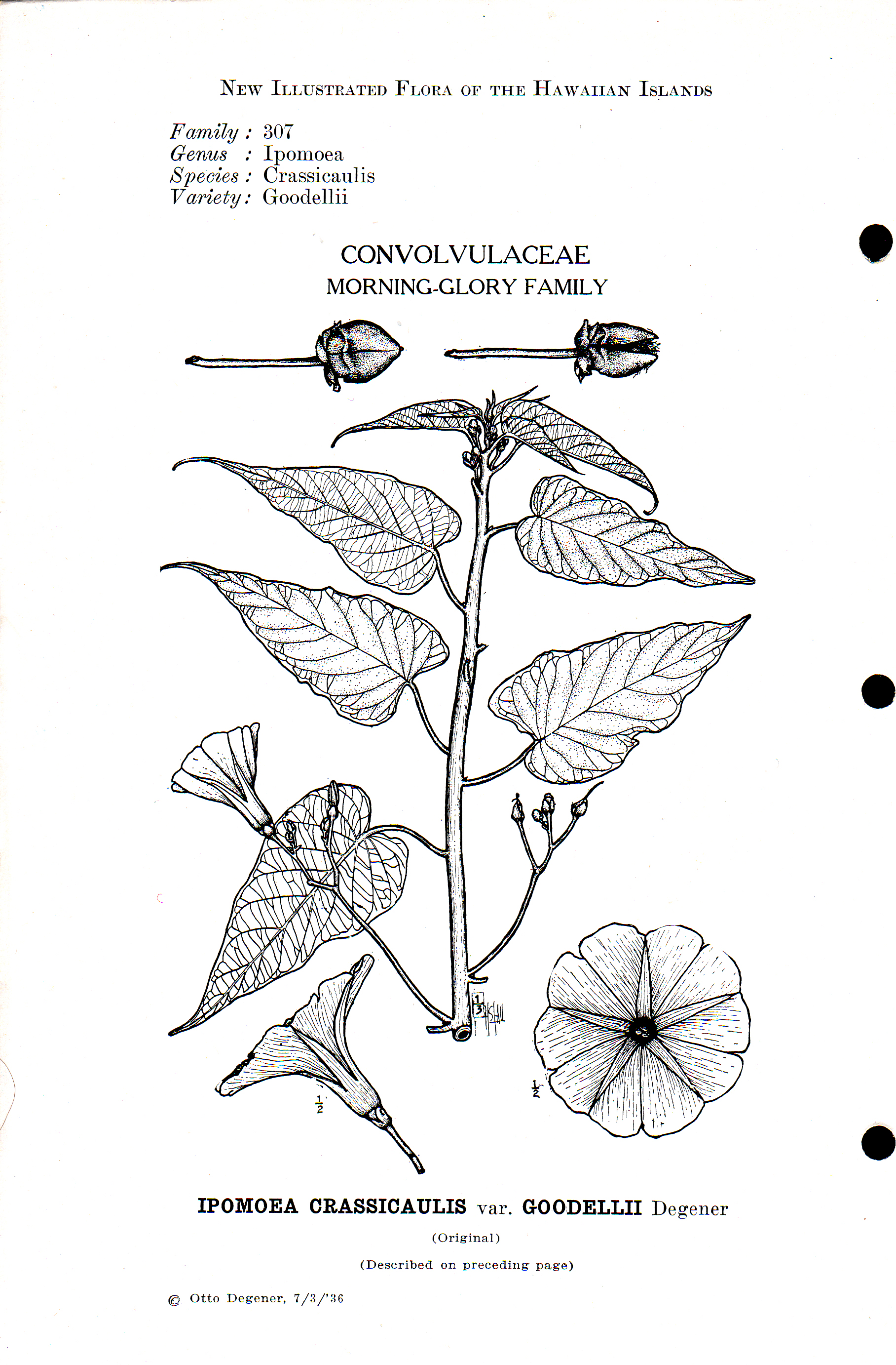 no full size  illustration available (3a)