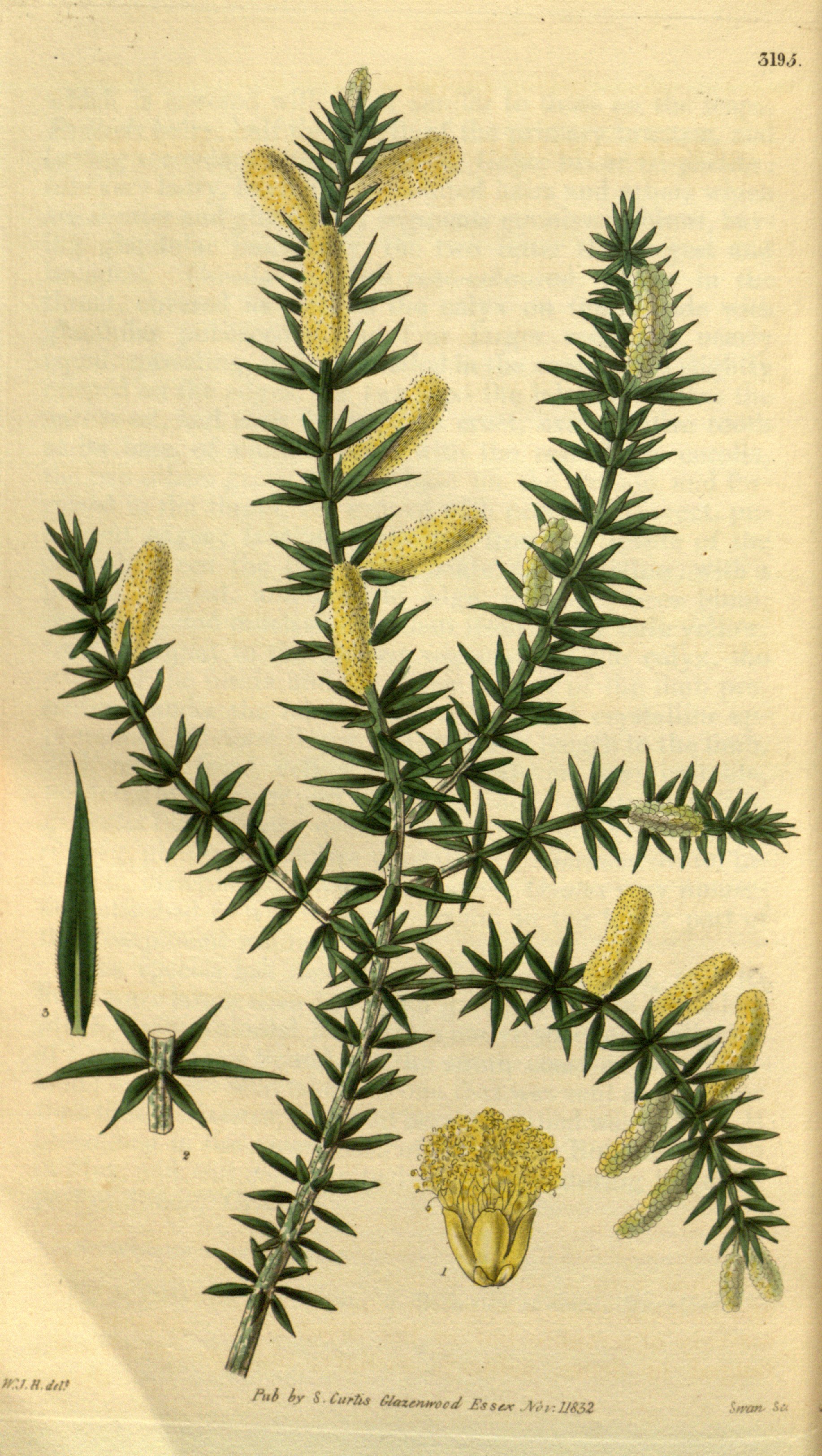 no full size  illustration available (3a)