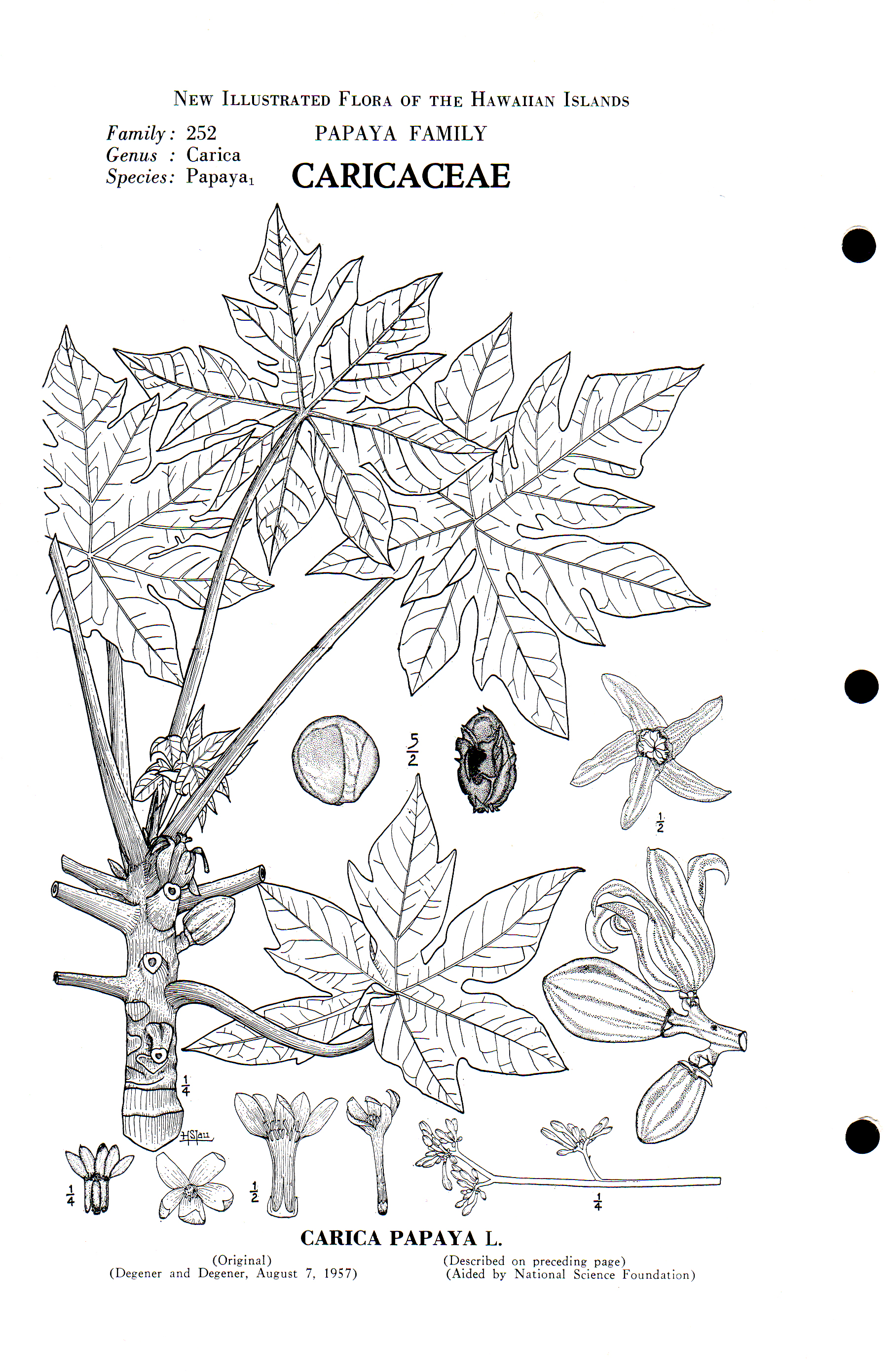 no full size  illustration available (3a)