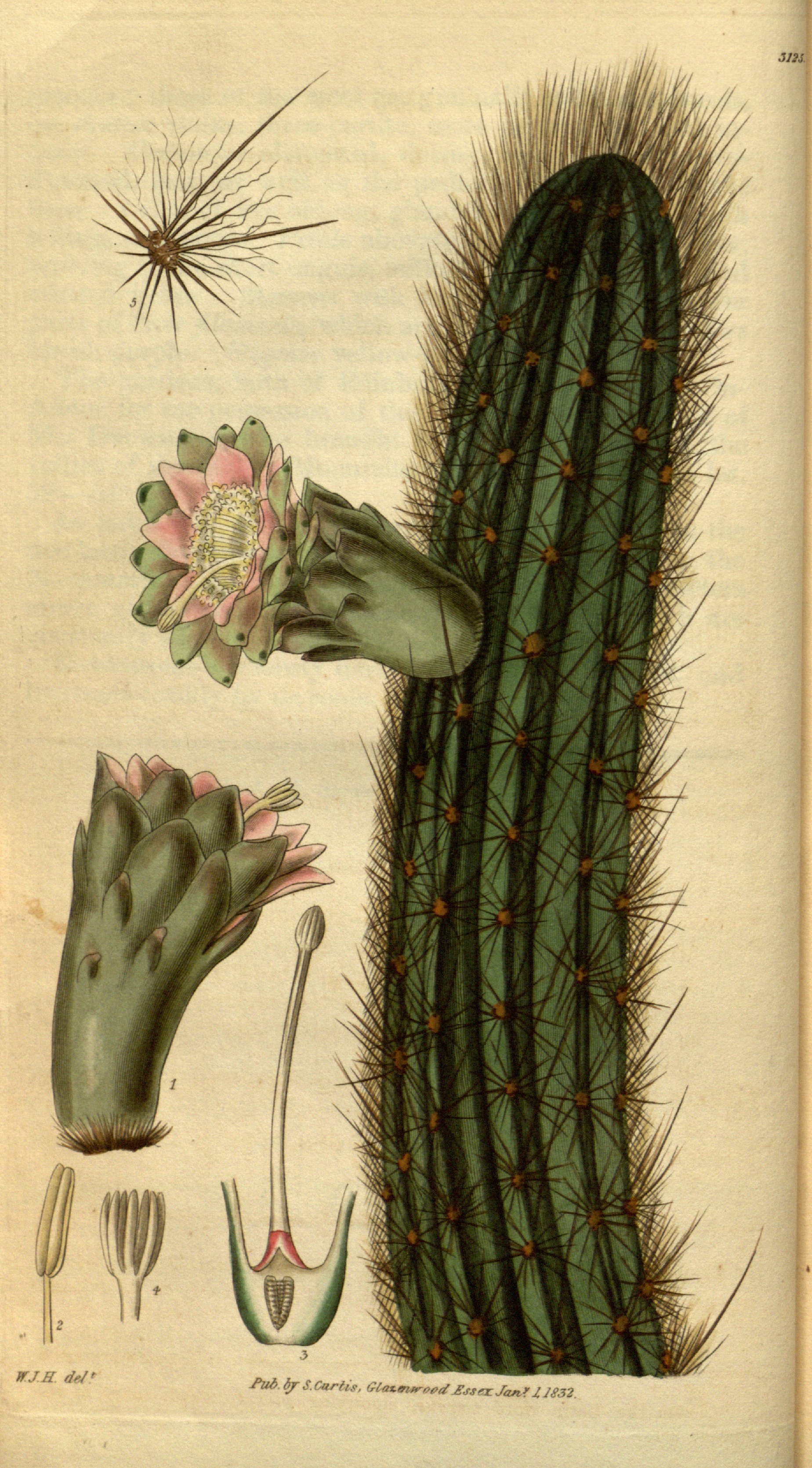 no full size  illustration available (3a)