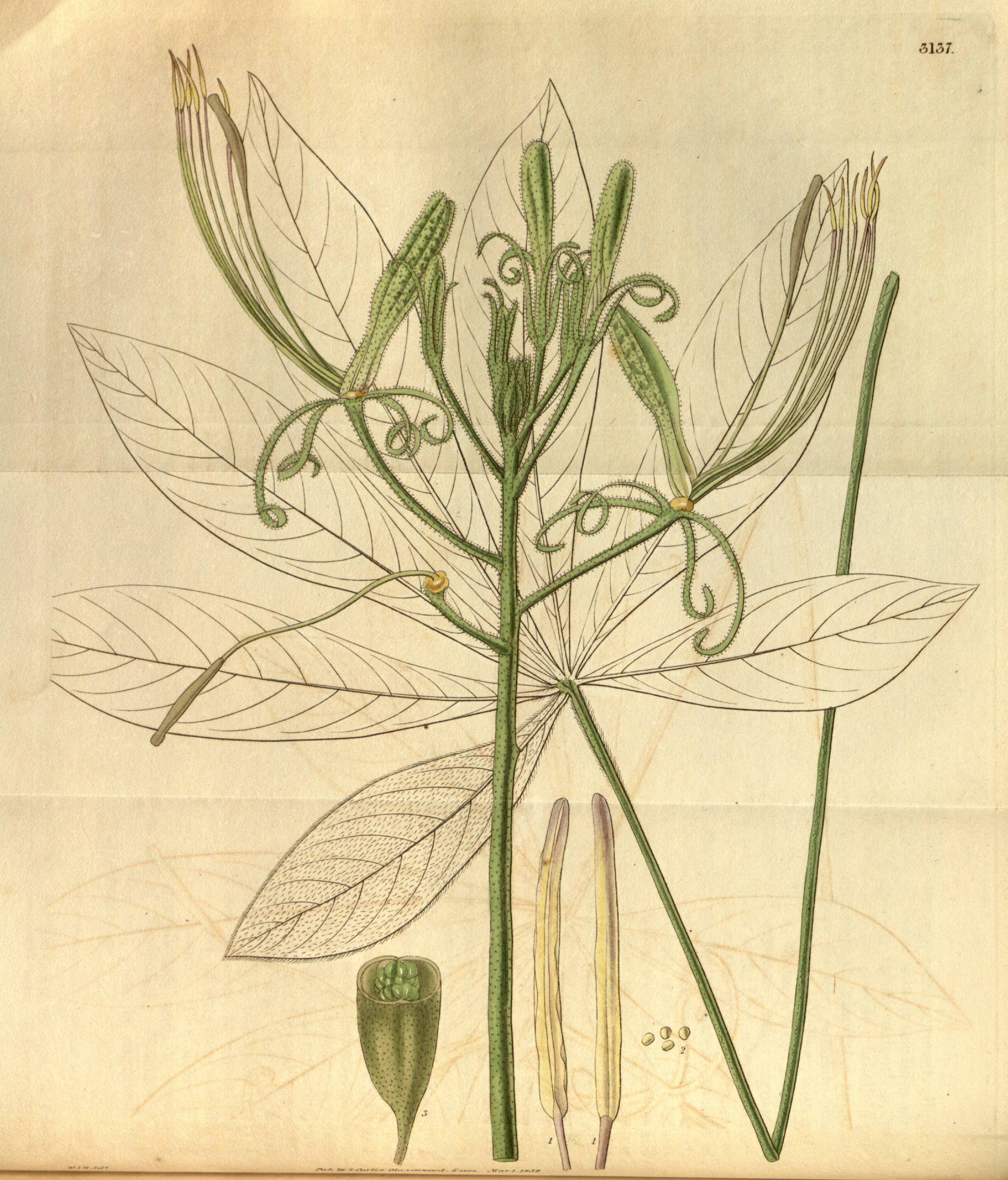 no full size  illustration available (3a)