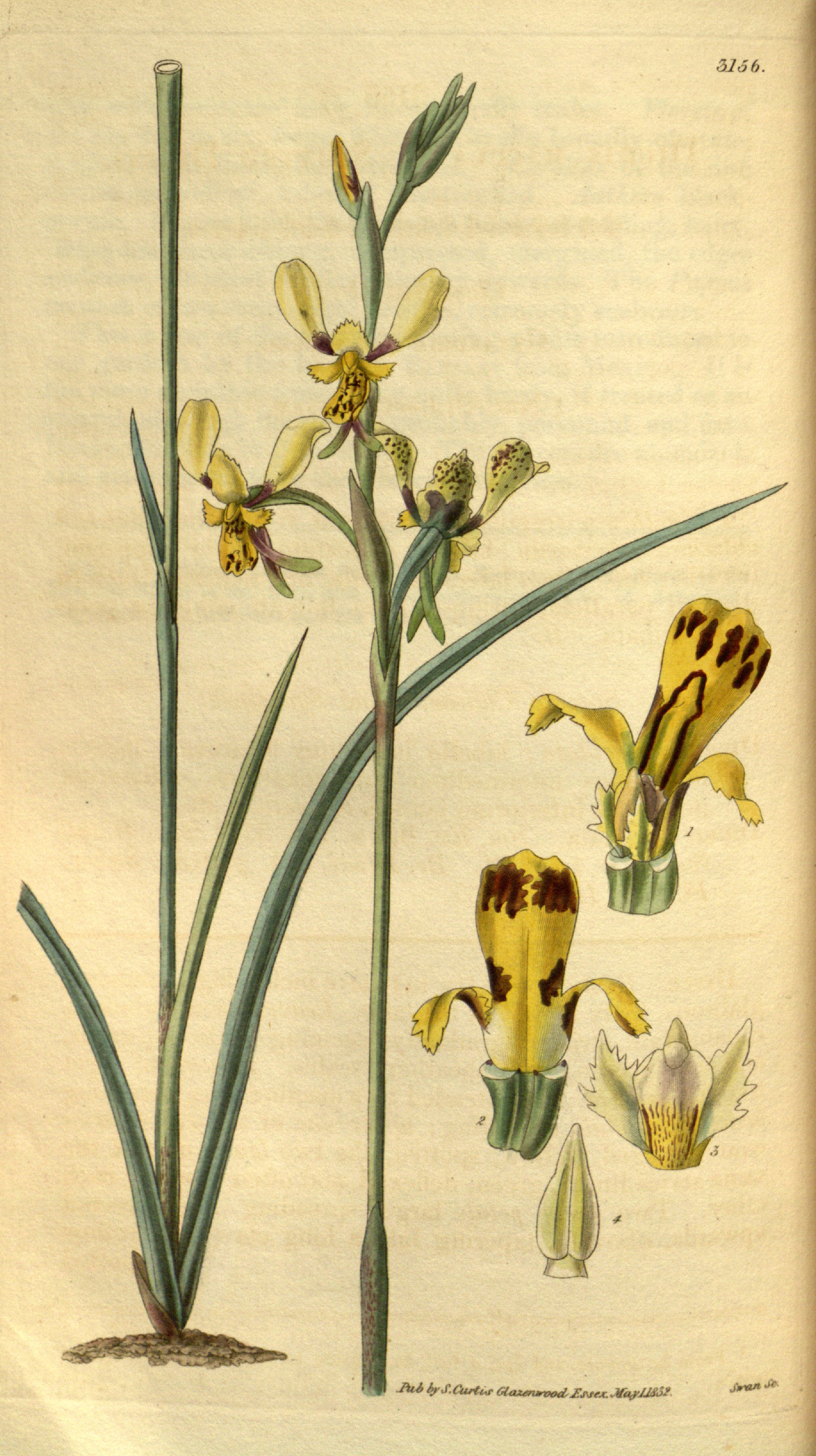 no full size  illustration available (3a)