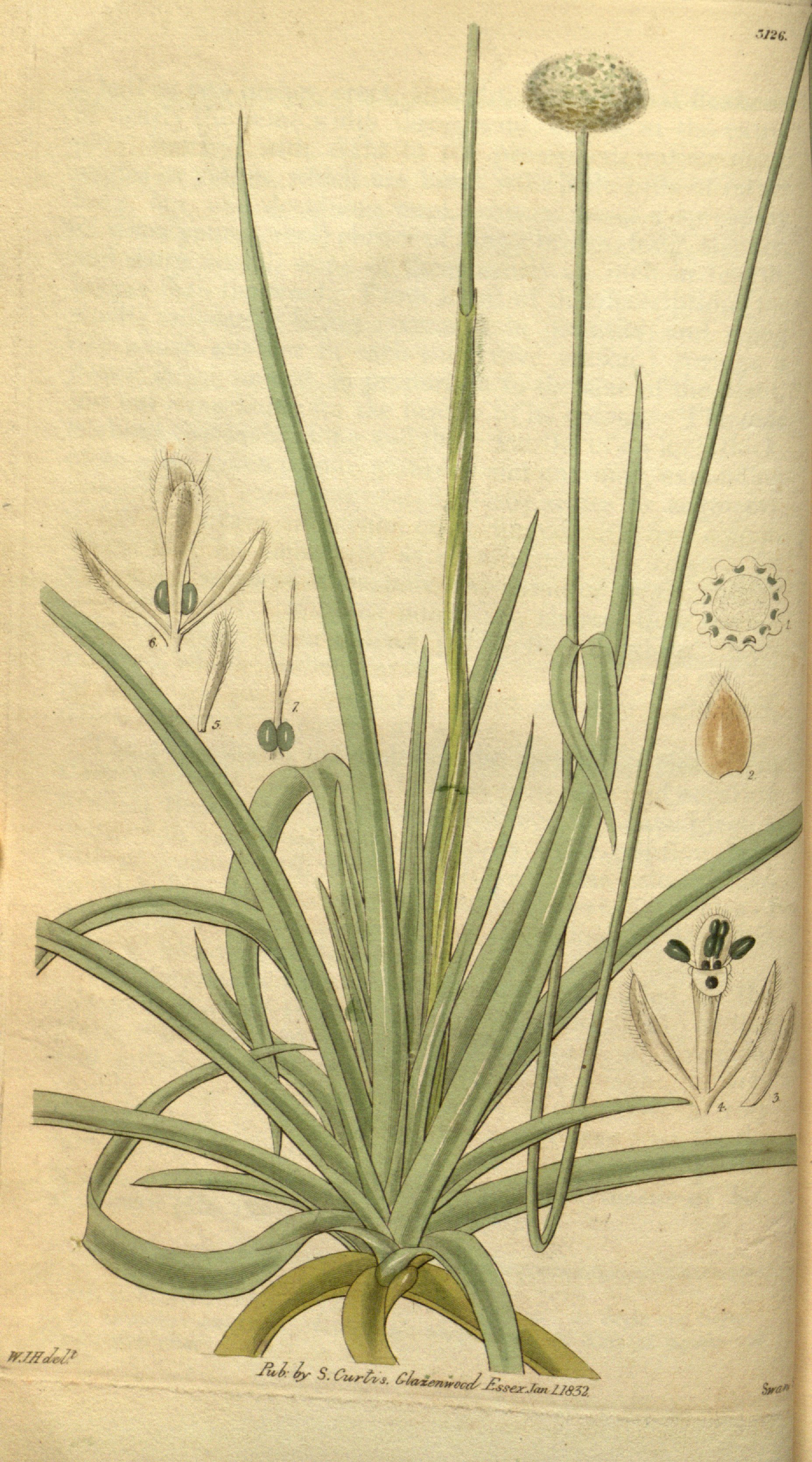 no full size  illustration available (3a)