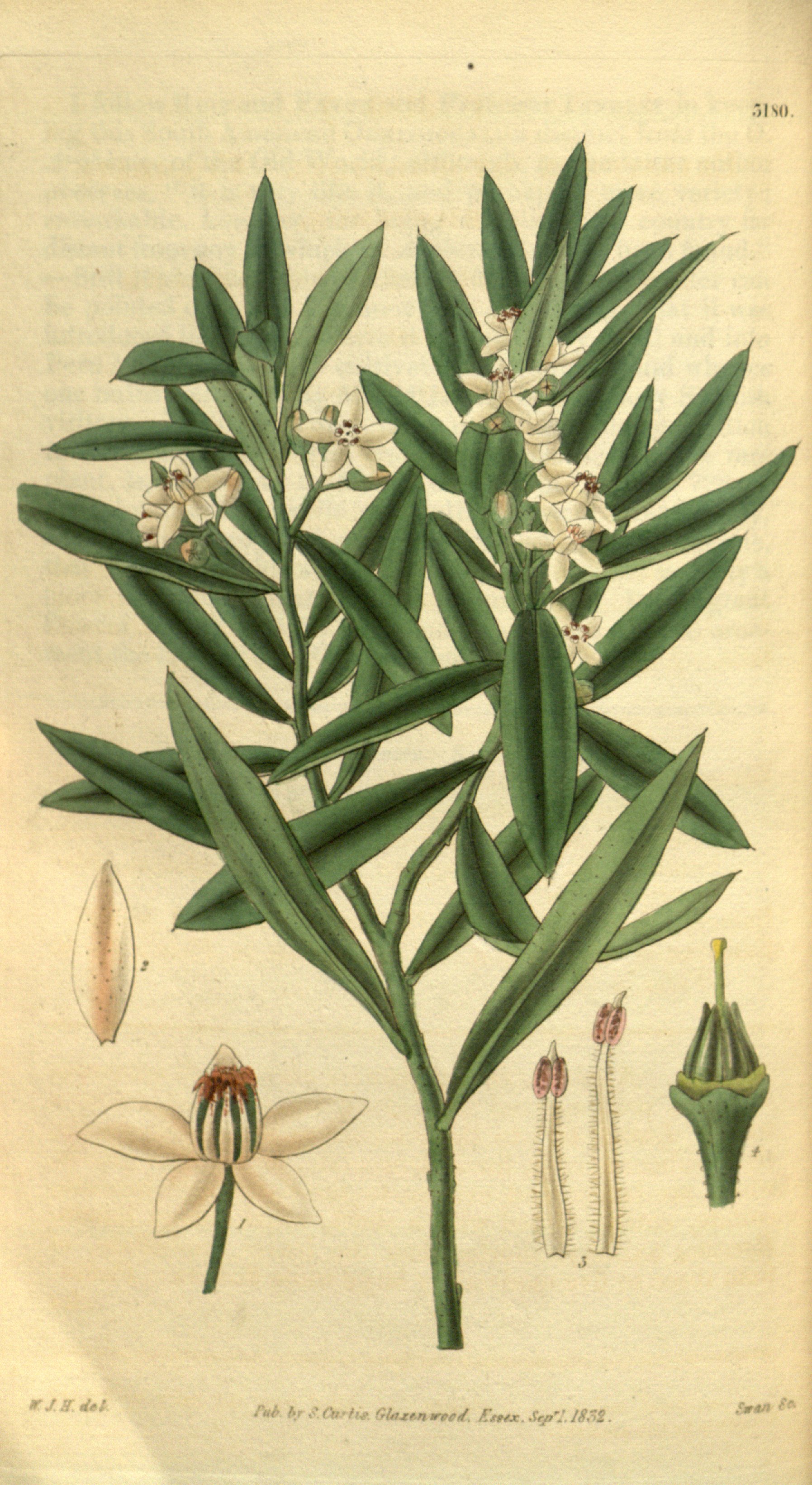 no full size  illustration available (3a)