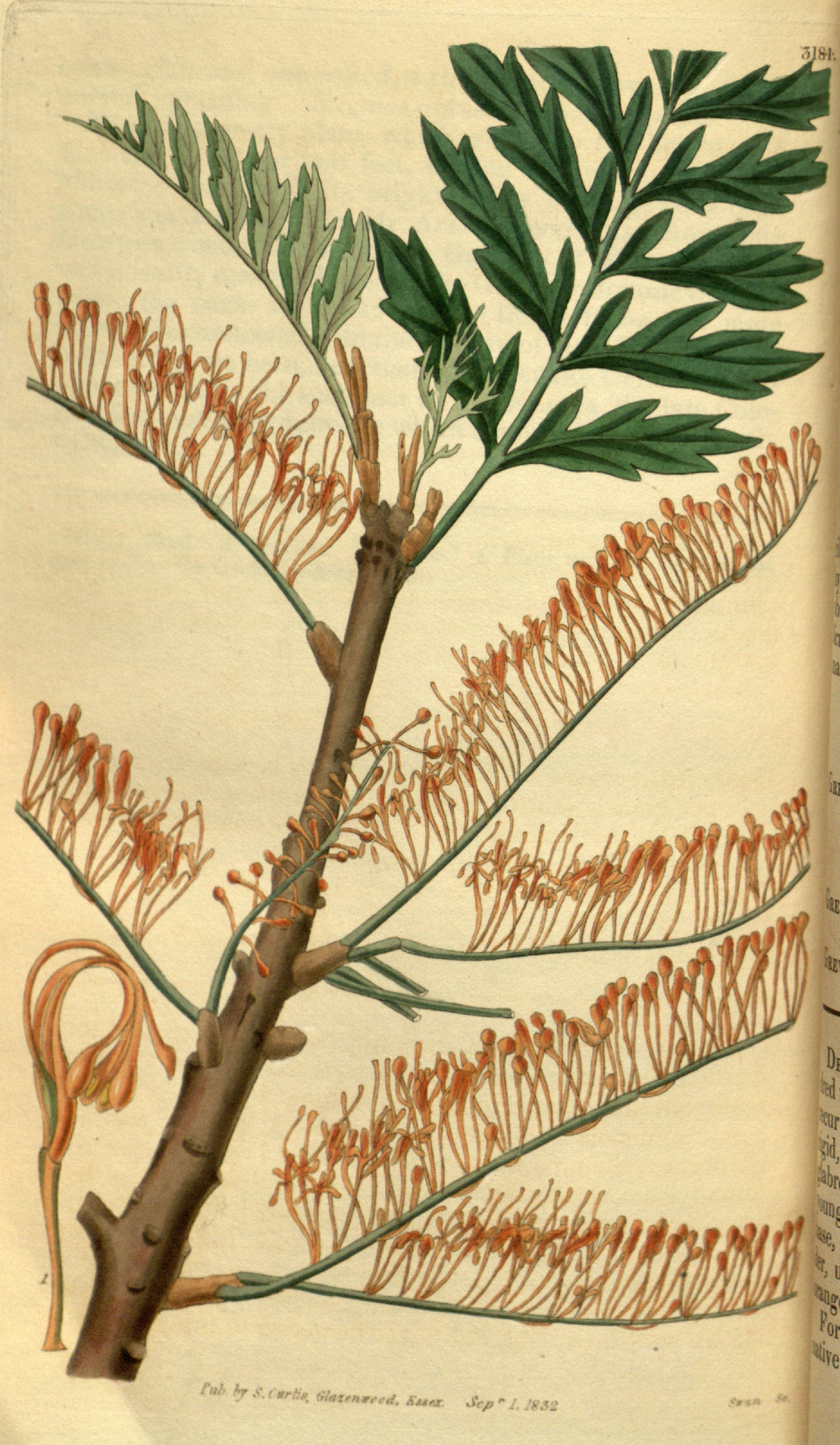 no full size  illustration available (3a)