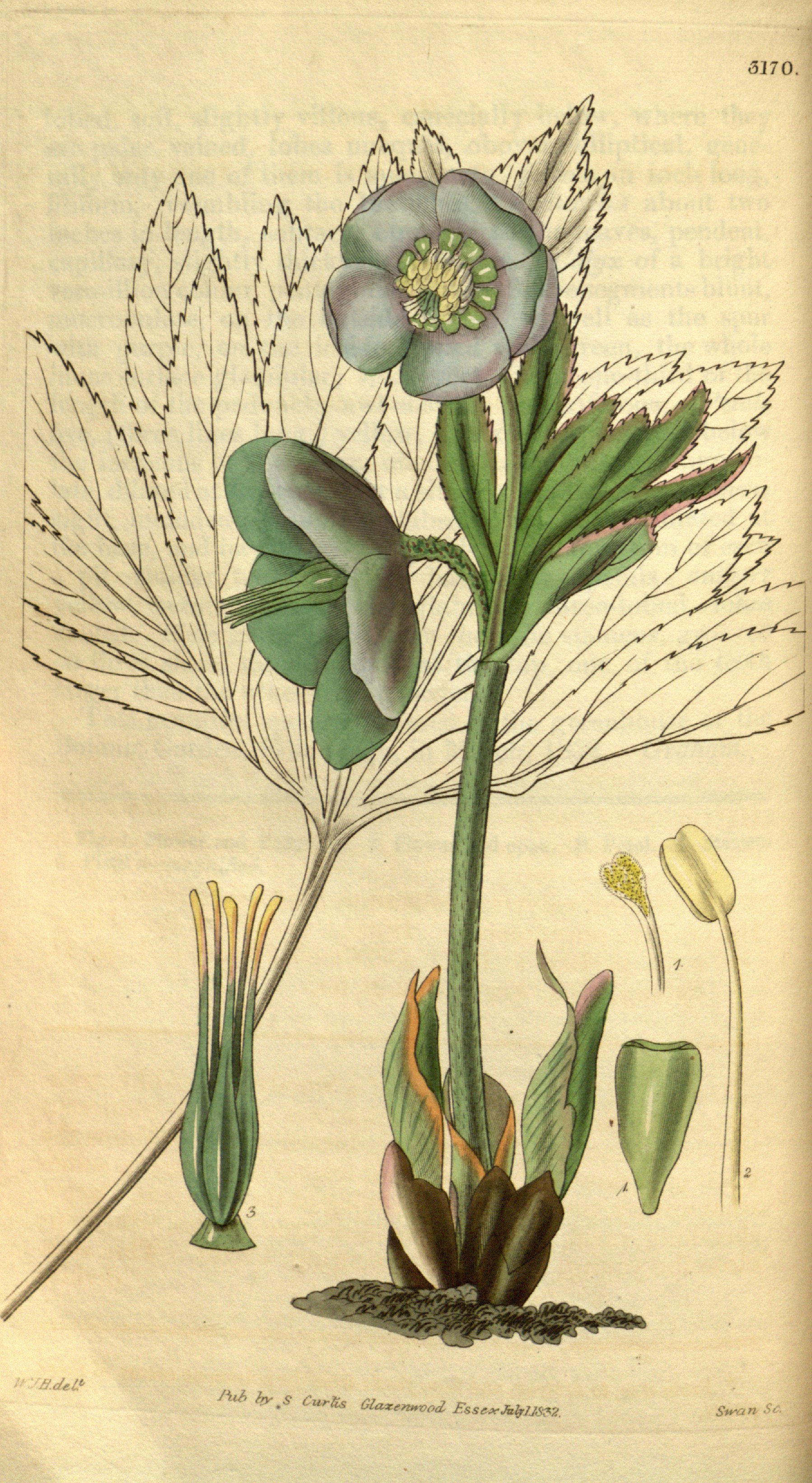 no full size  illustration available (3a)