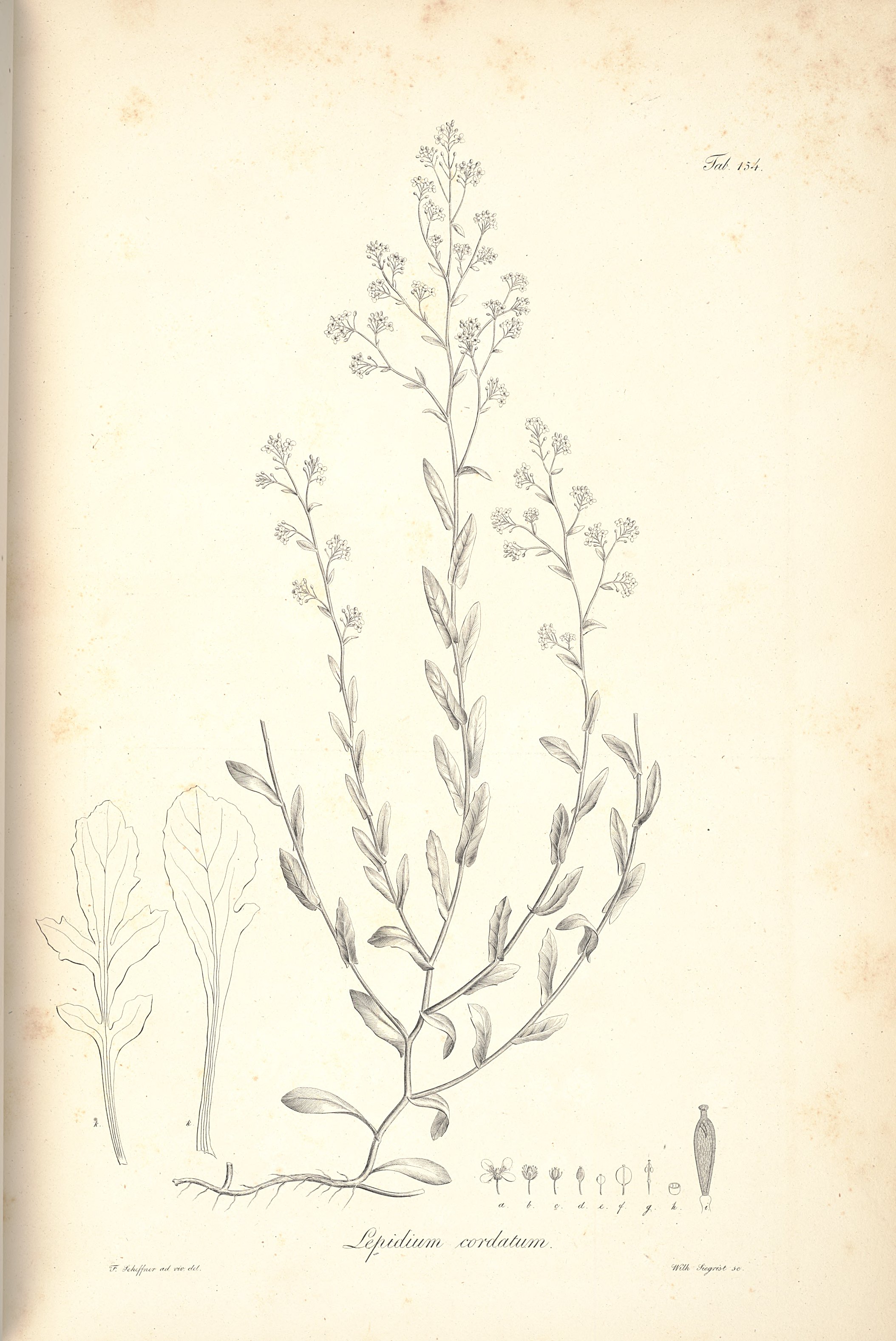 no full size  illustration available (3a)