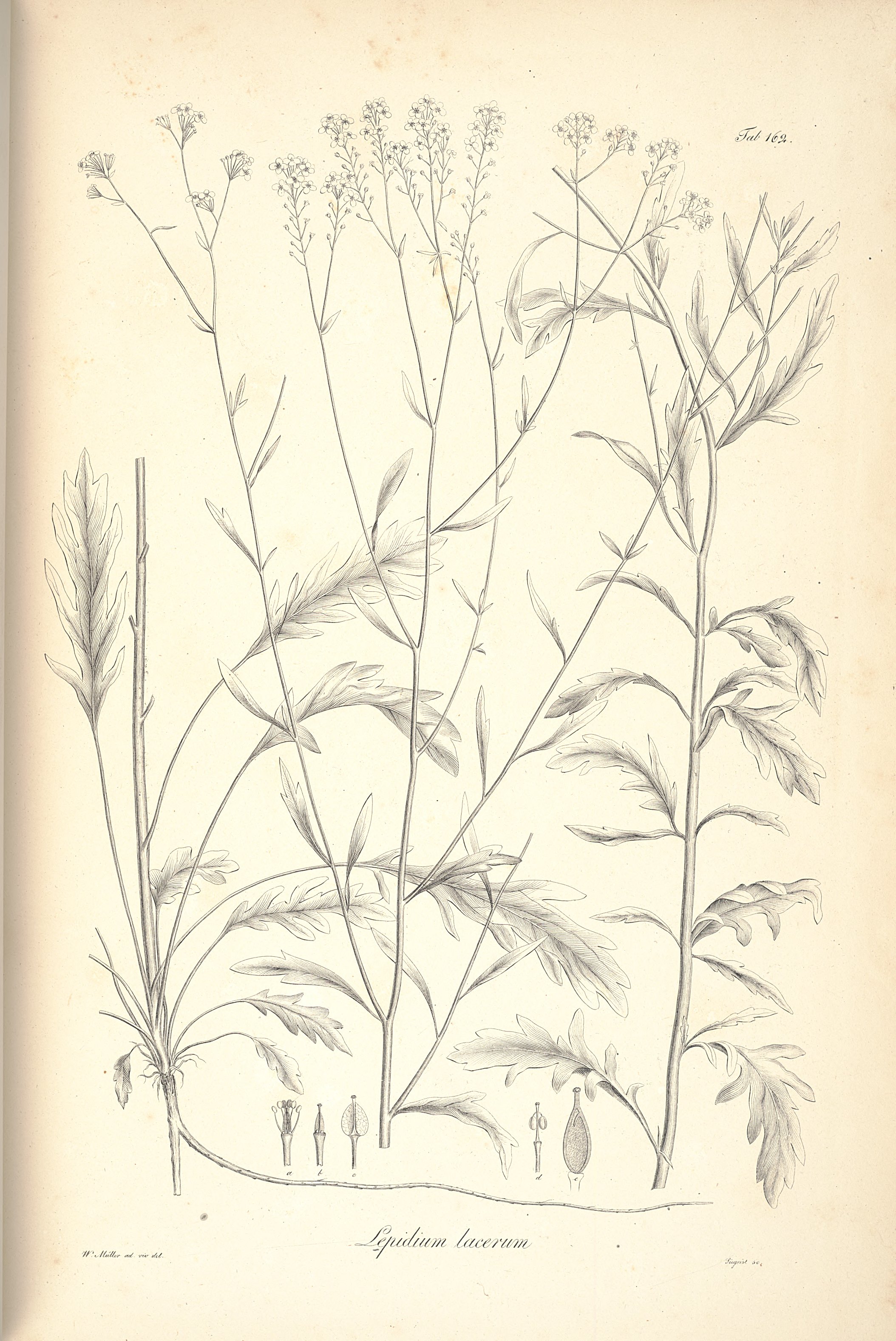 no full size  illustration available (3a)