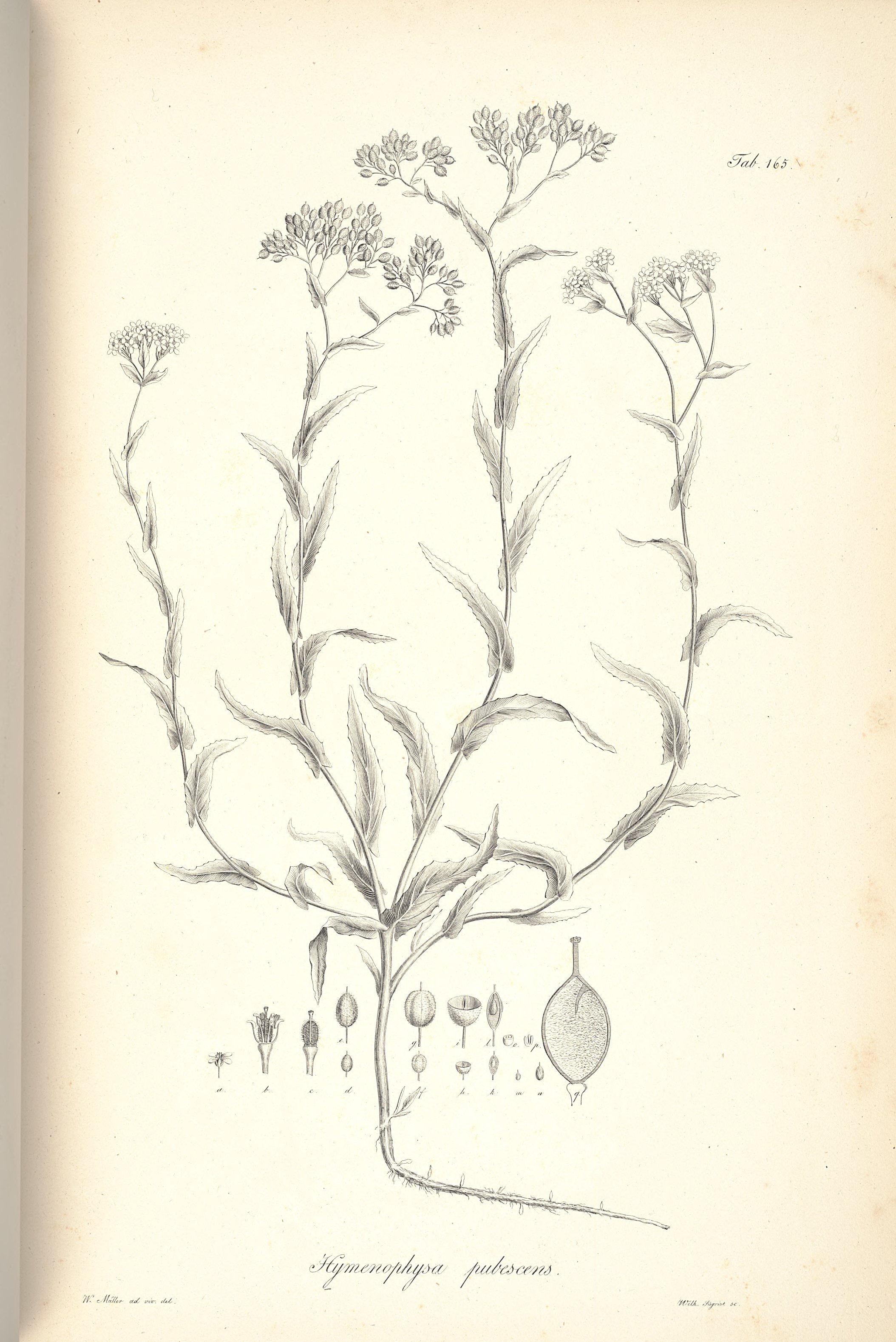 no full size  illustration available (3a)