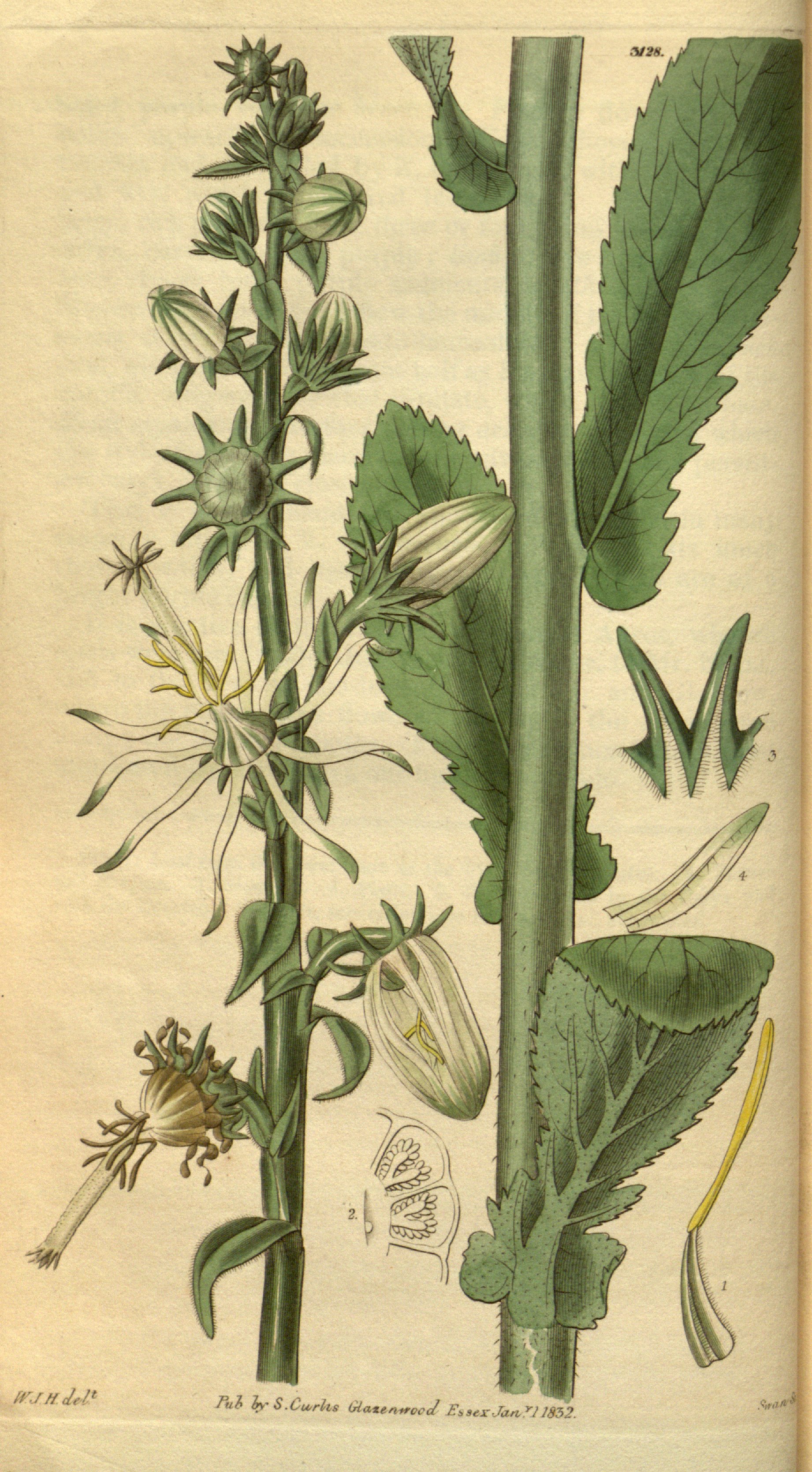 no full size  illustration available (3a)