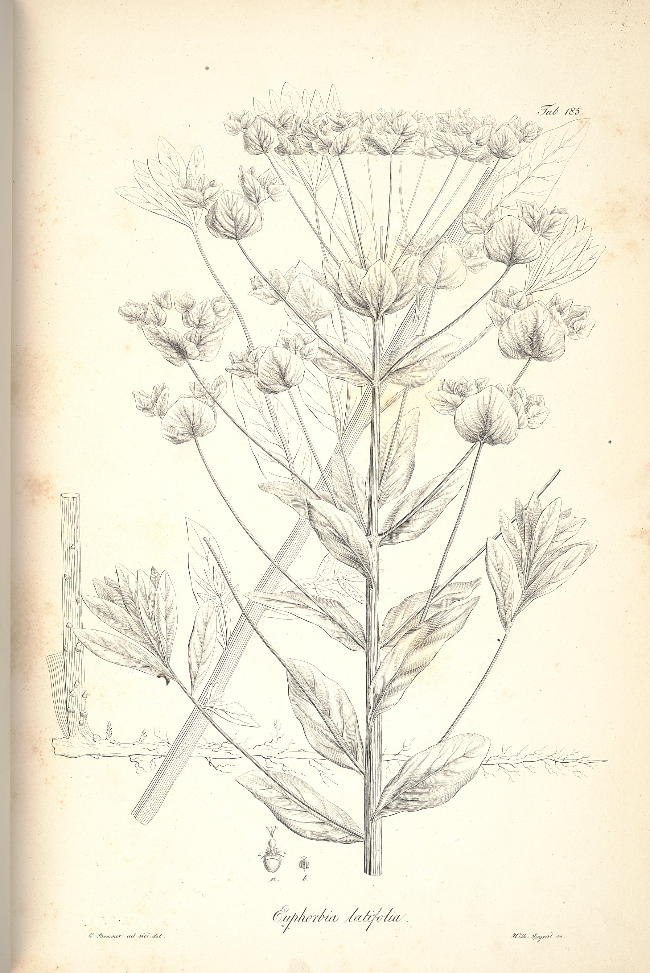 no full size  illustration available (3a)