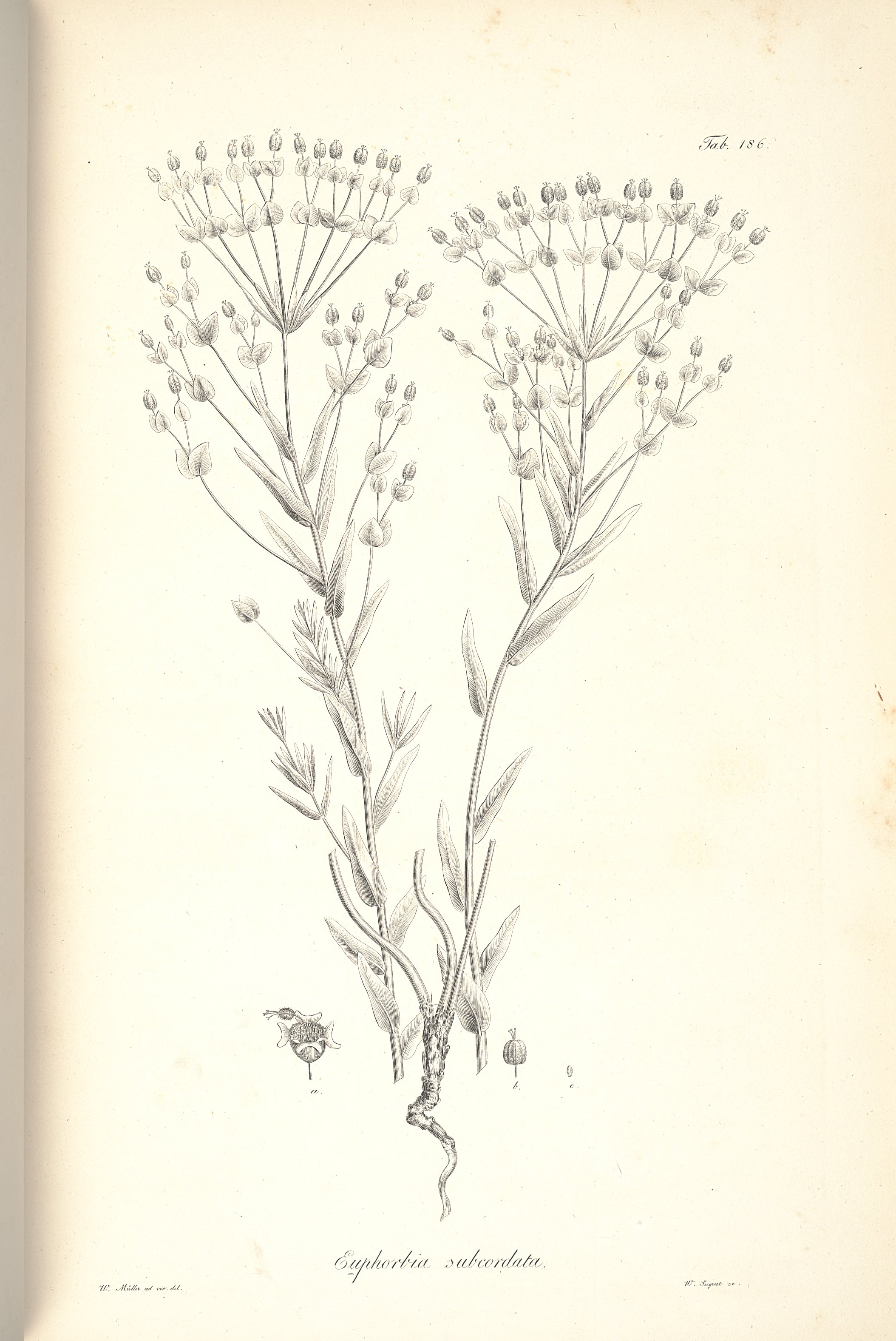 no full size  illustration available (3a)