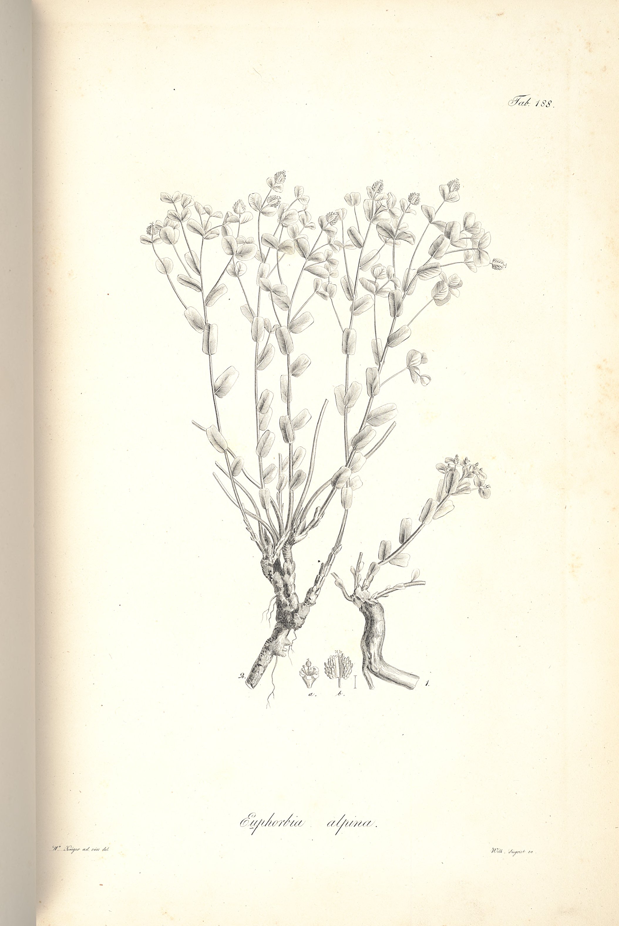 no full size  illustration available (3a)