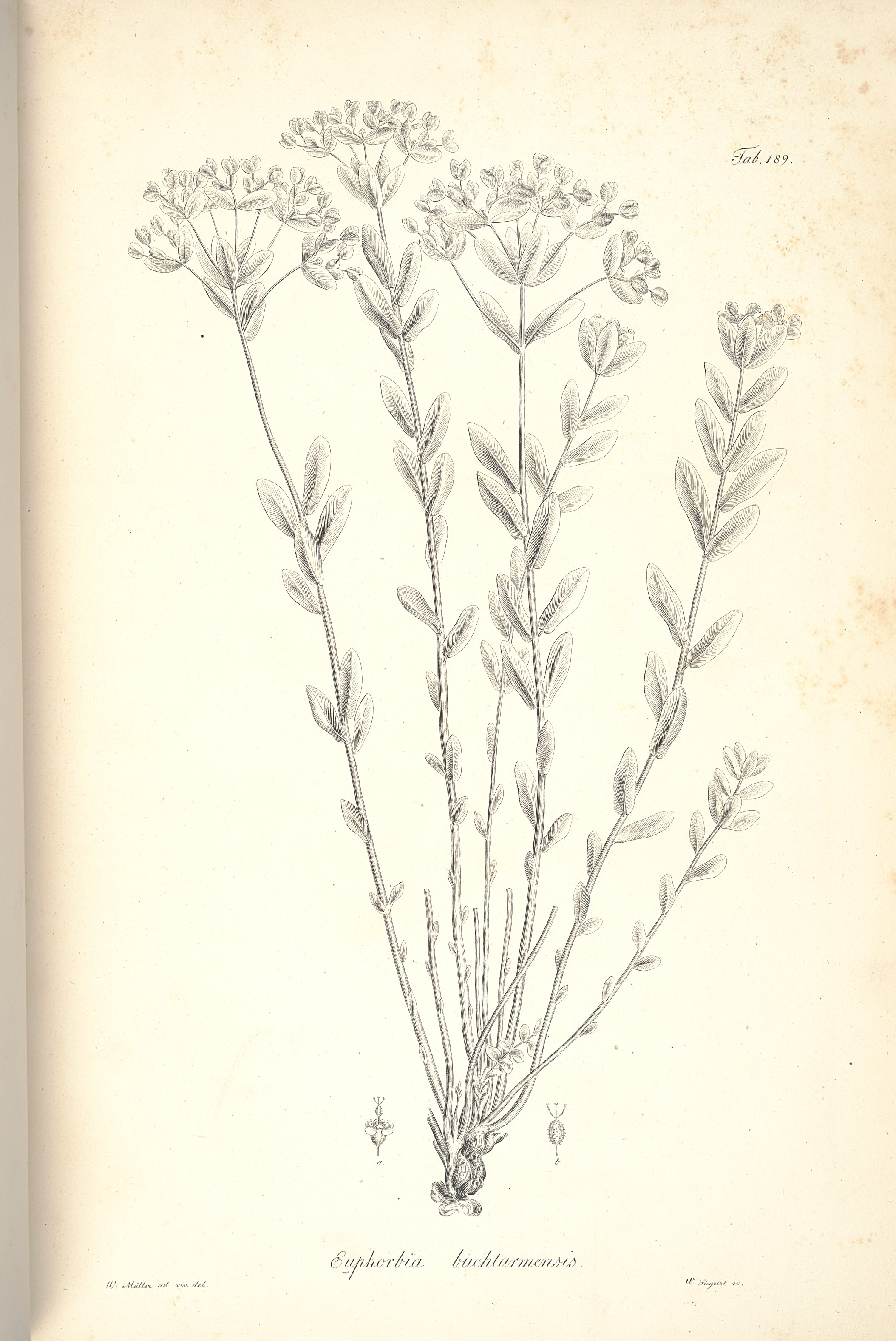 no full size  illustration available (3a)