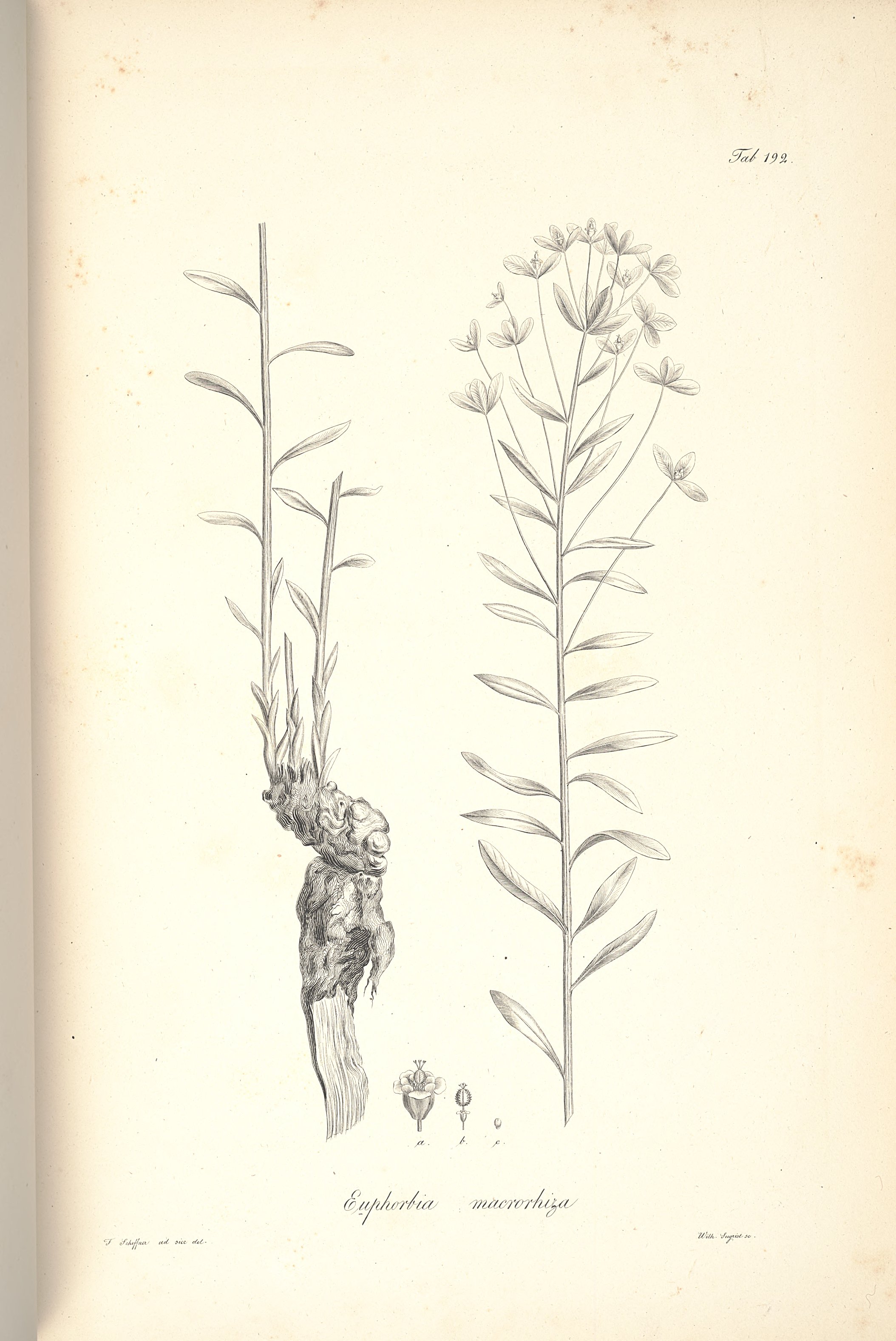 no full size  illustration available (3a)