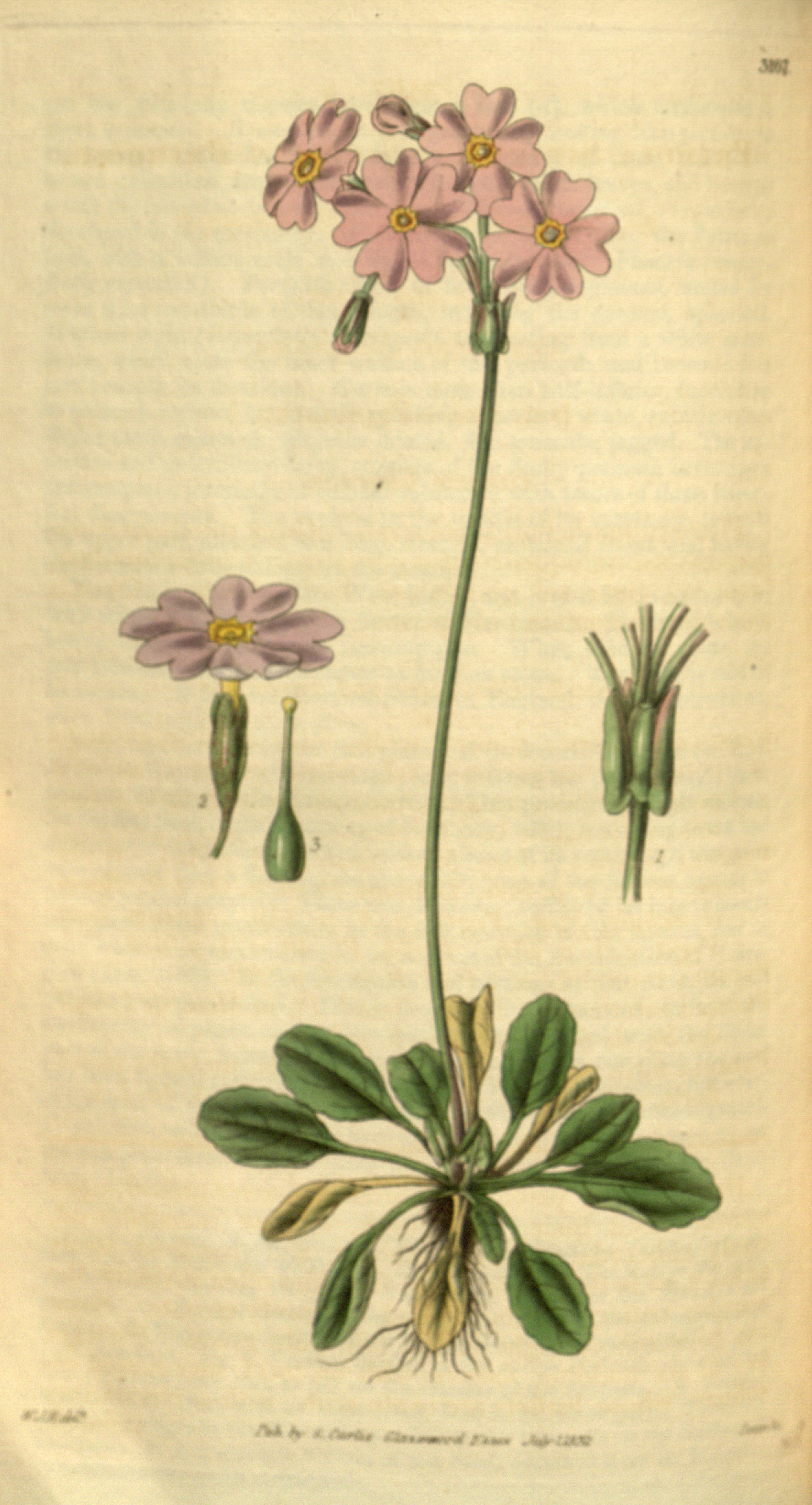 no full size  illustration available (3a)