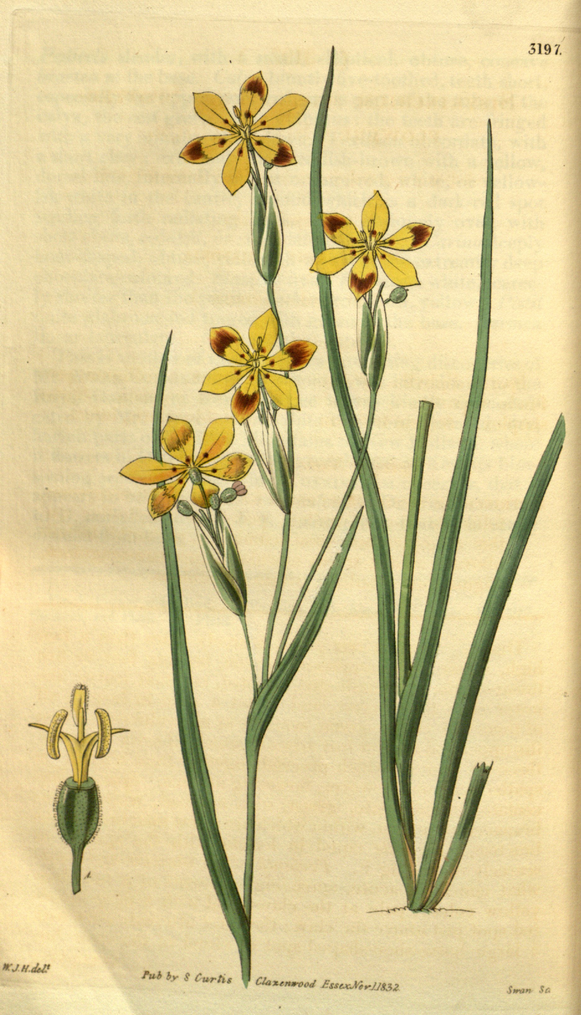 no full size  illustration available (3a)