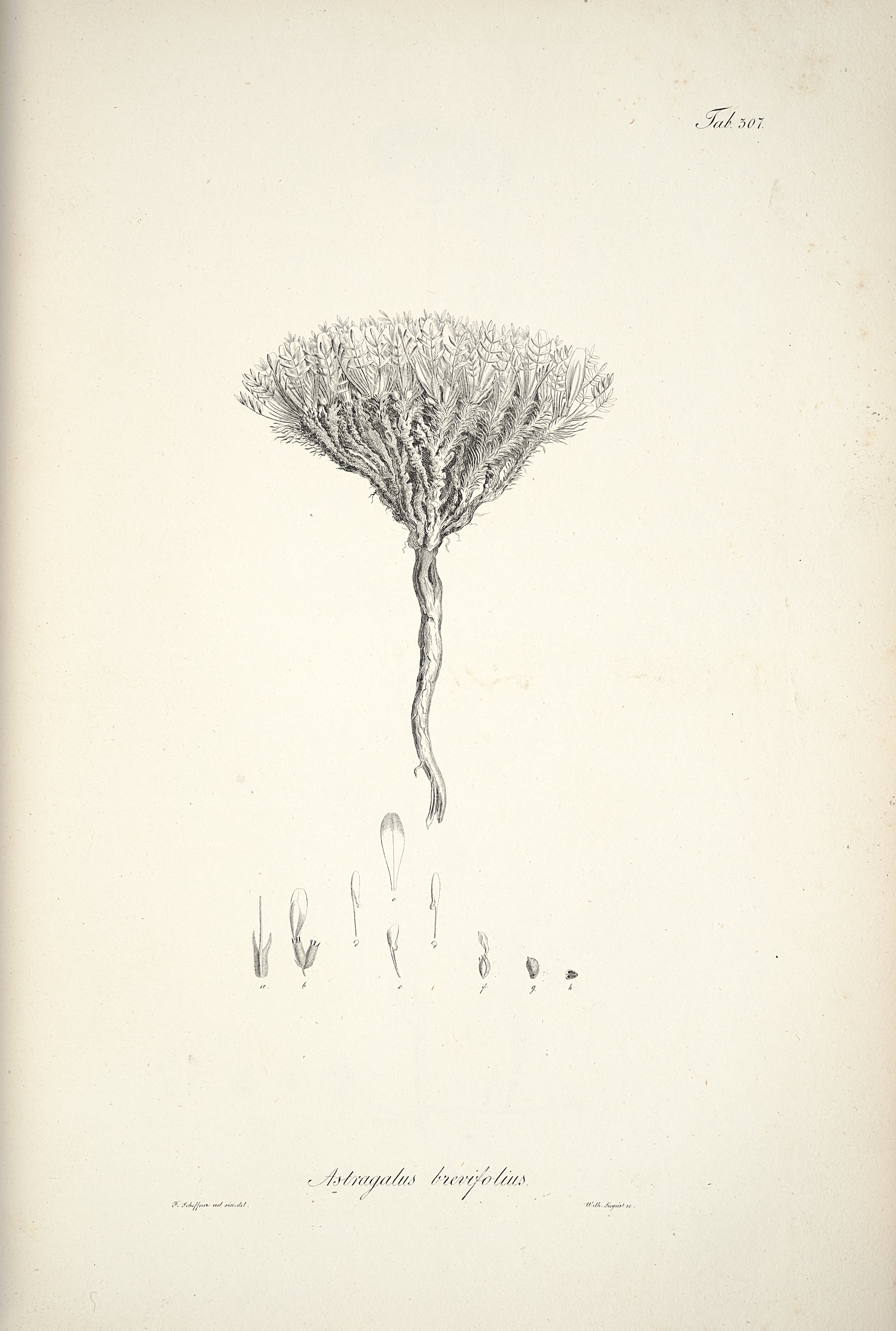 no full size  illustration available (3a)