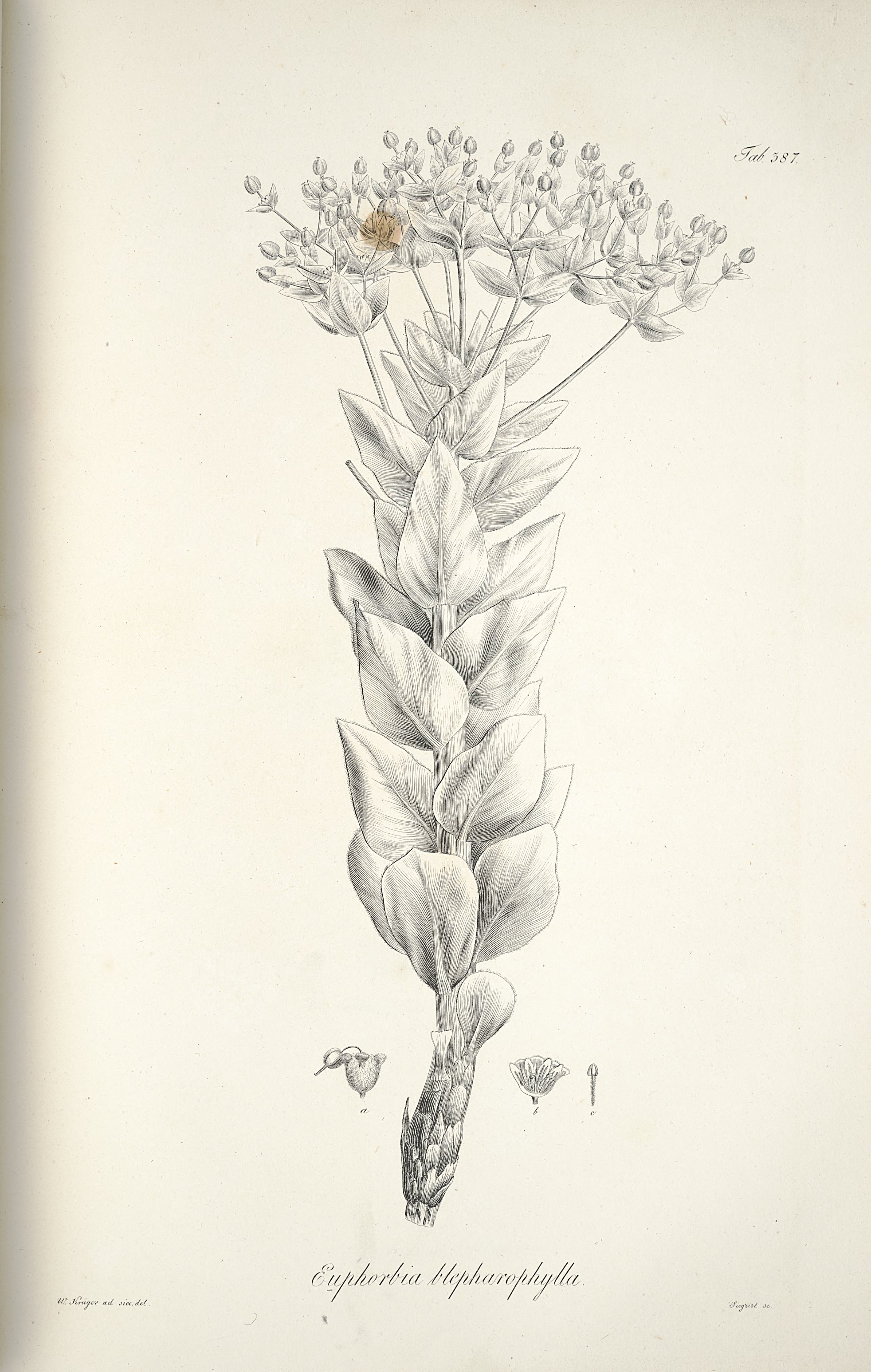 no full size  illustration available (3a)