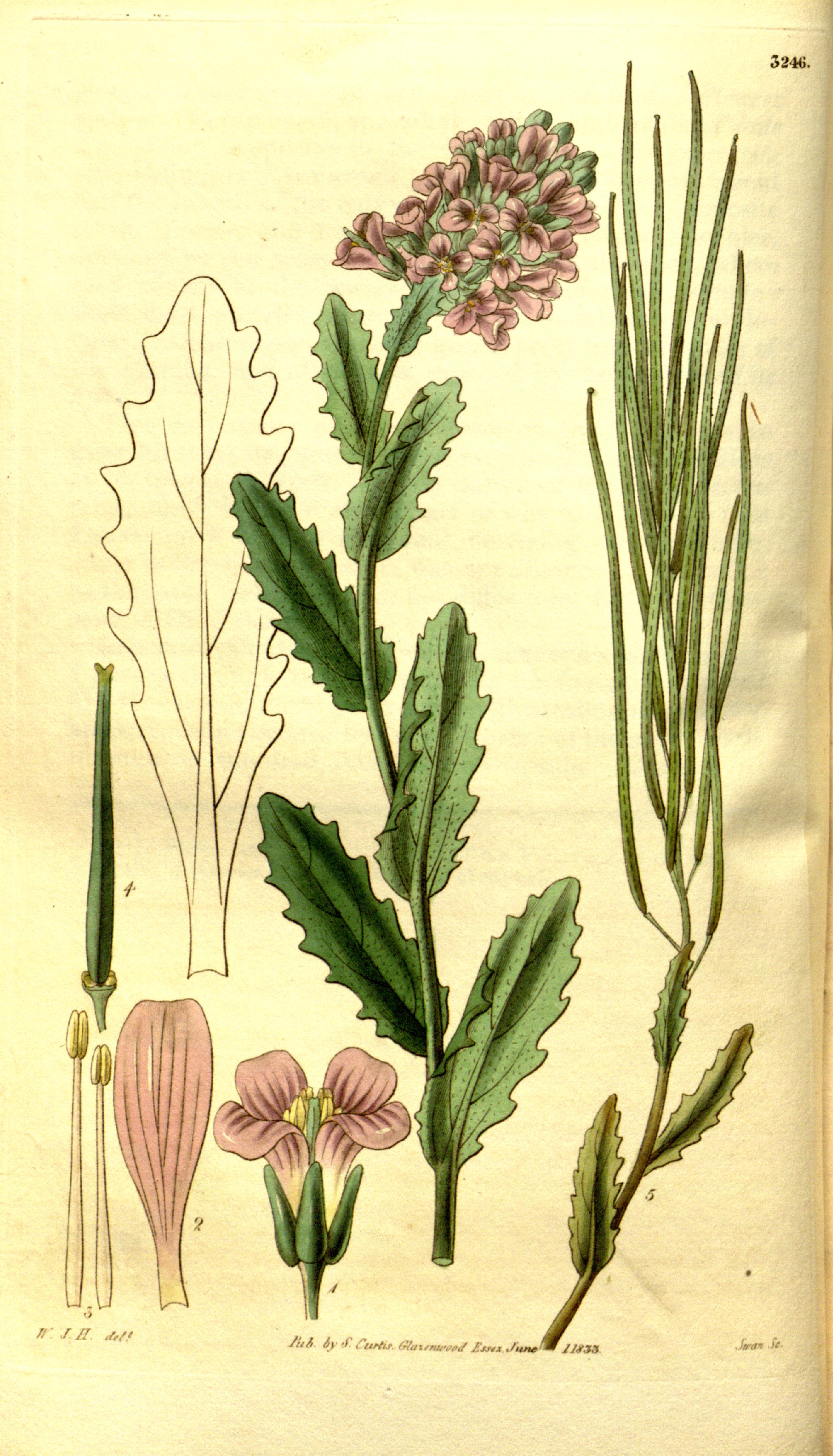 no full size  illustration available (3a)