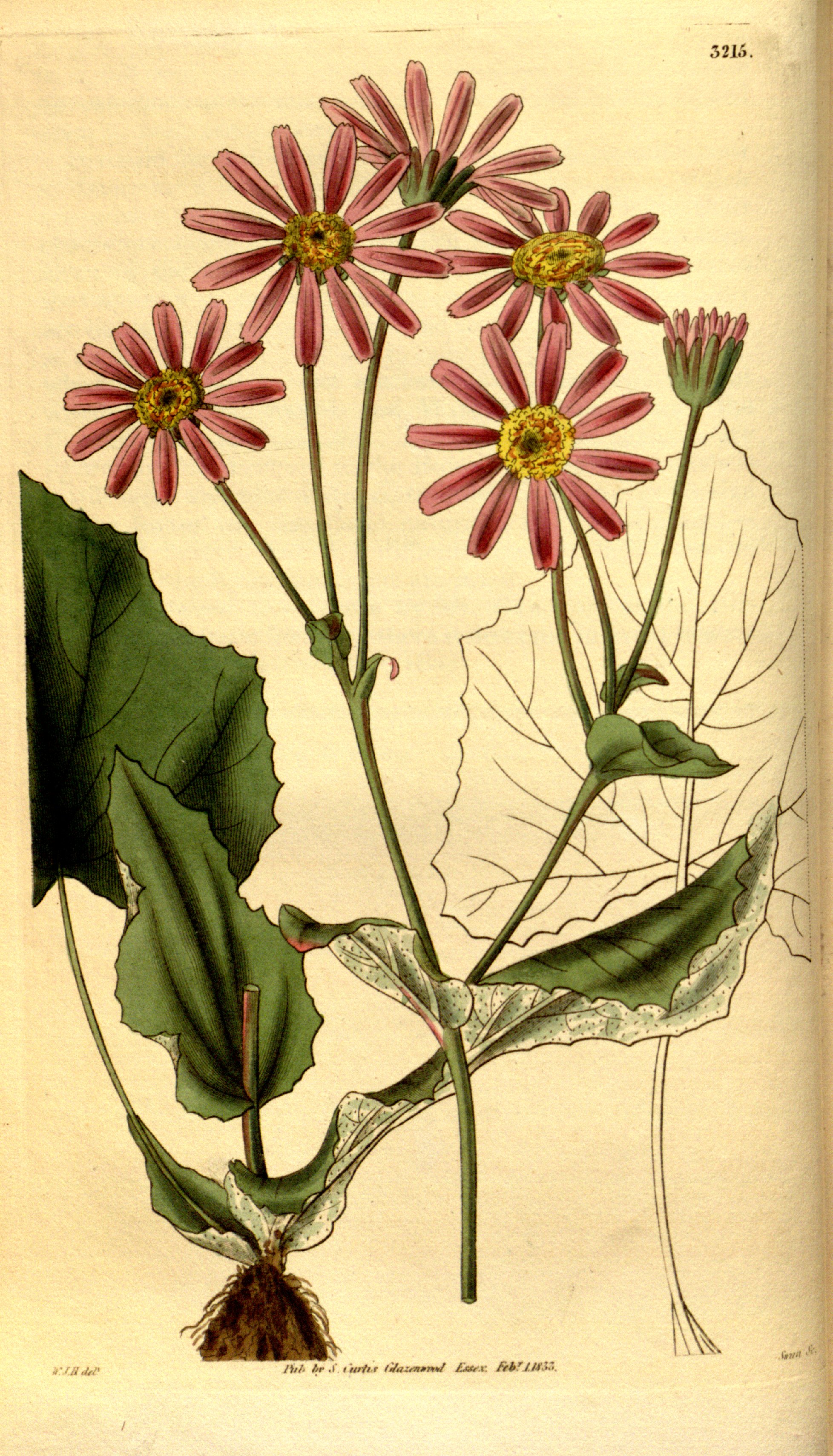 no full size  illustration available (3a)