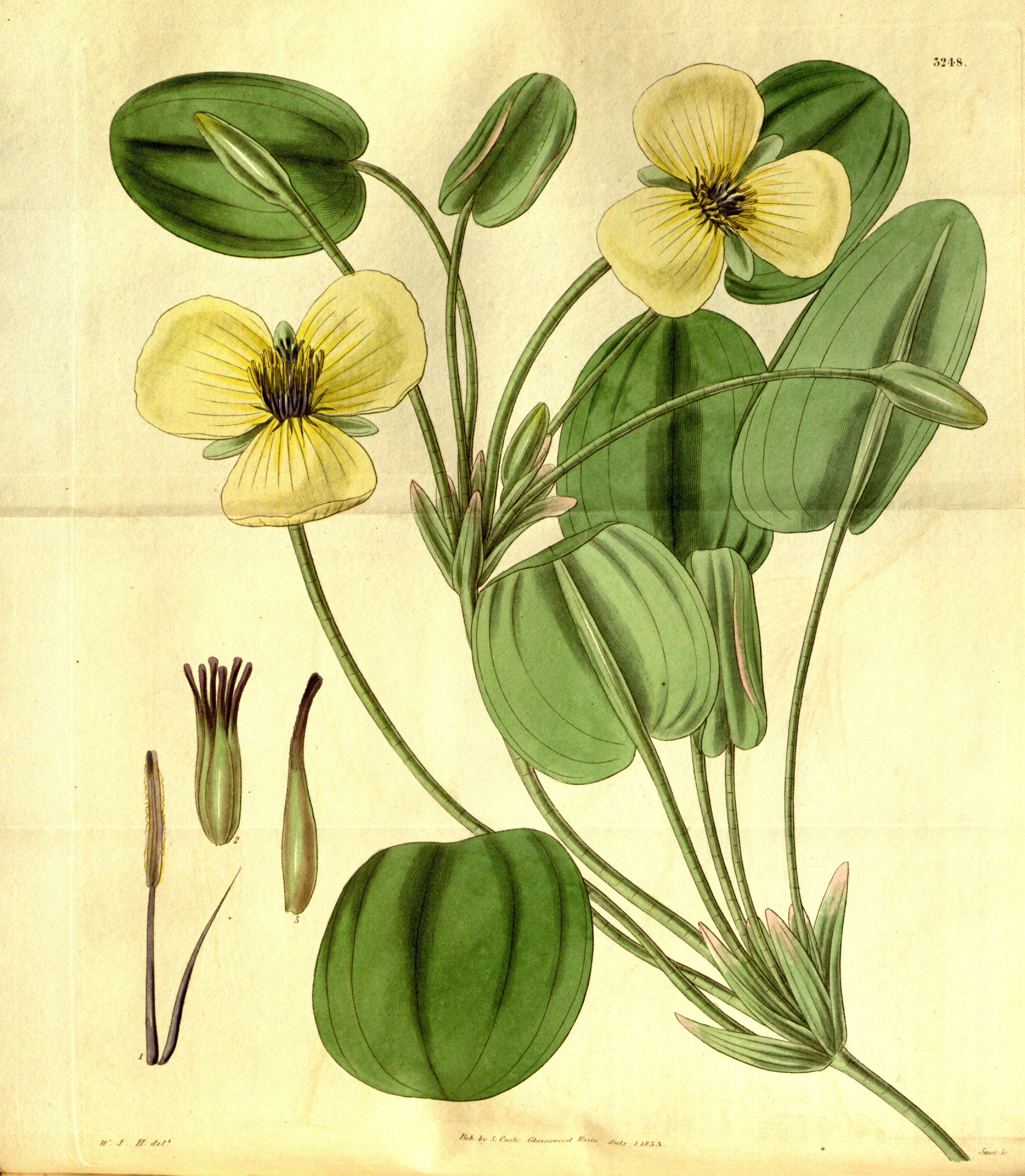 no full size  illustration available (3a)