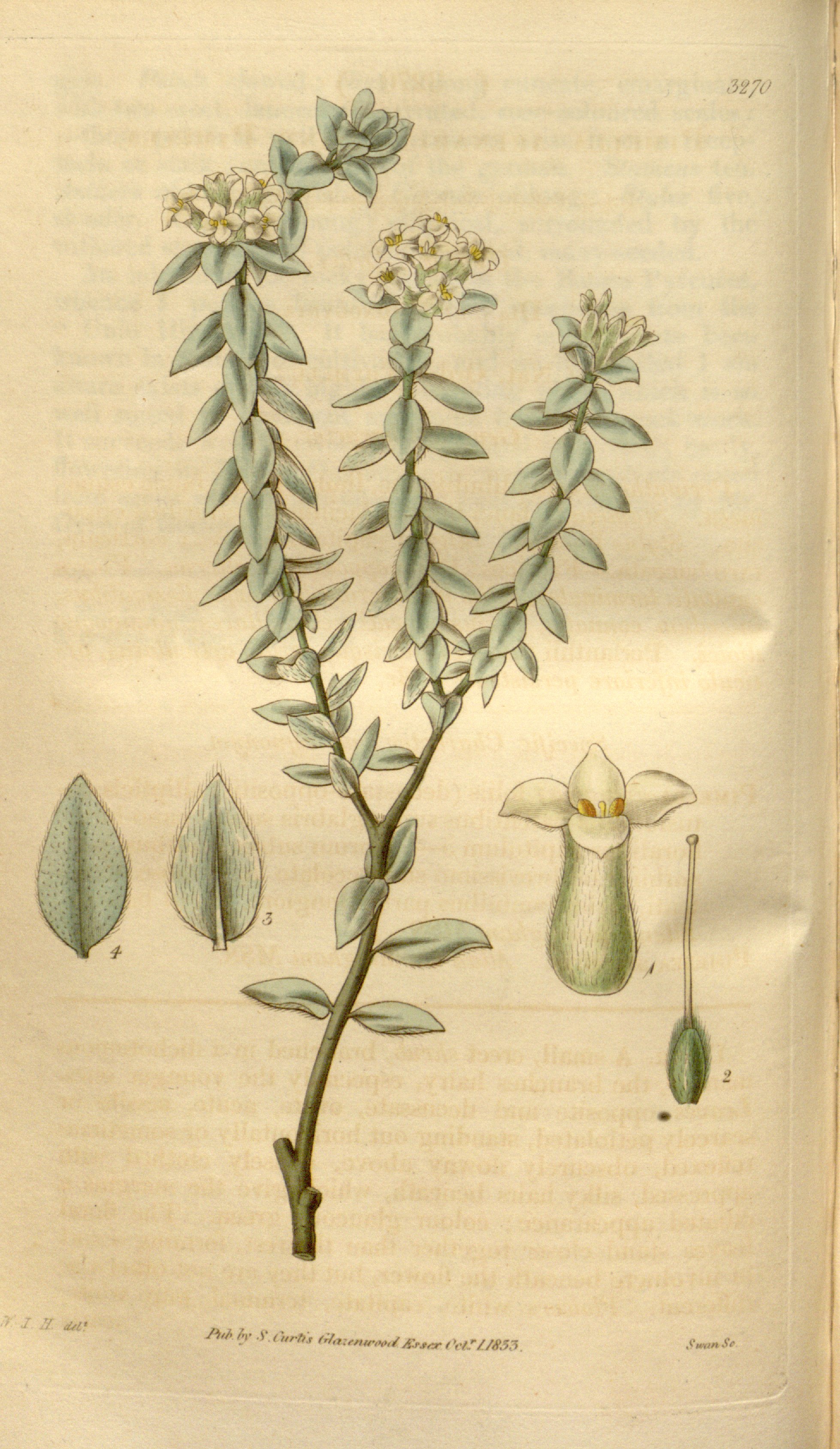 no full size  illustration available (3a)