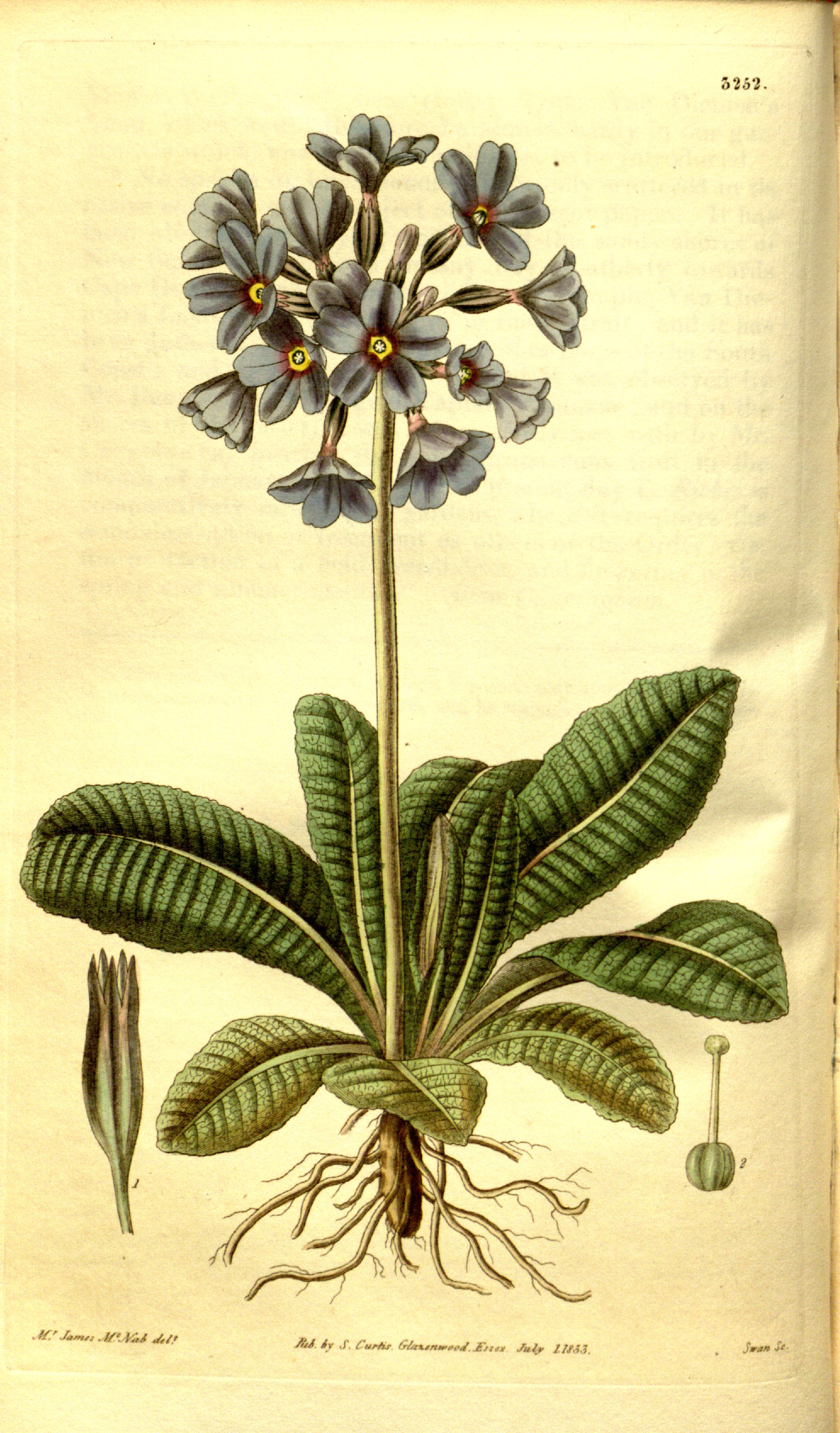 no full size  illustration available (3a)