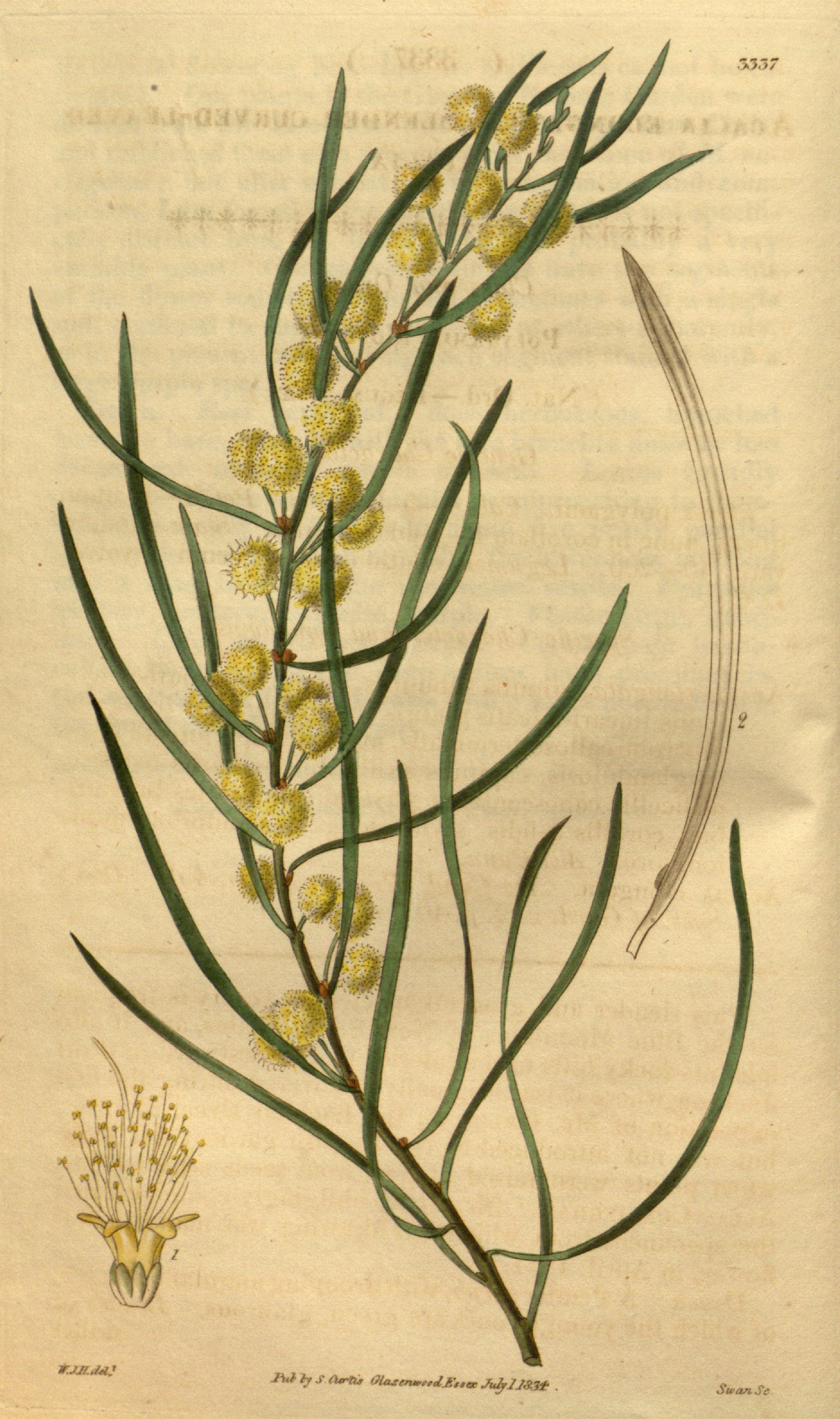 no full size  illustration available (3a)