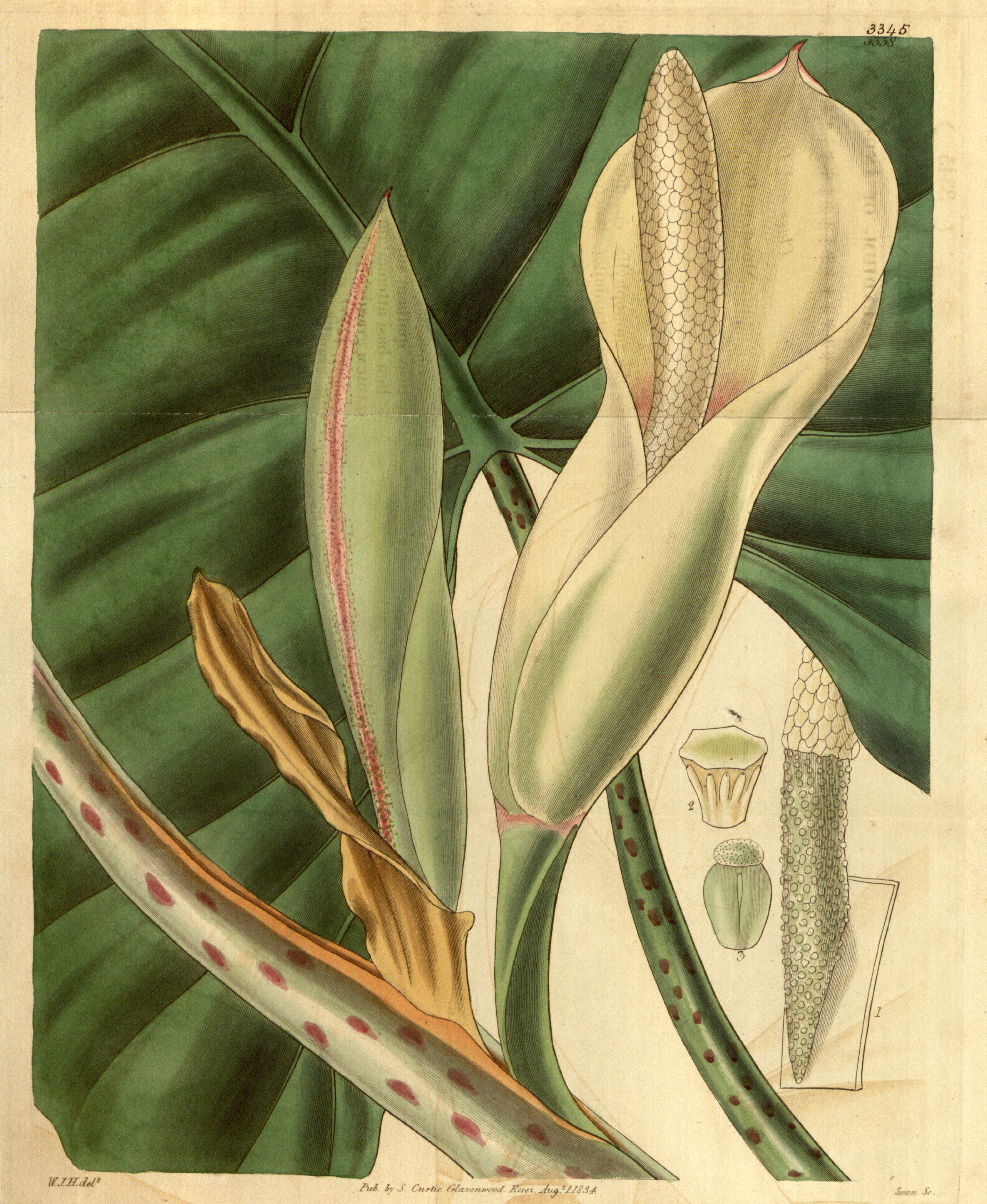 no full size  illustration available (3a)