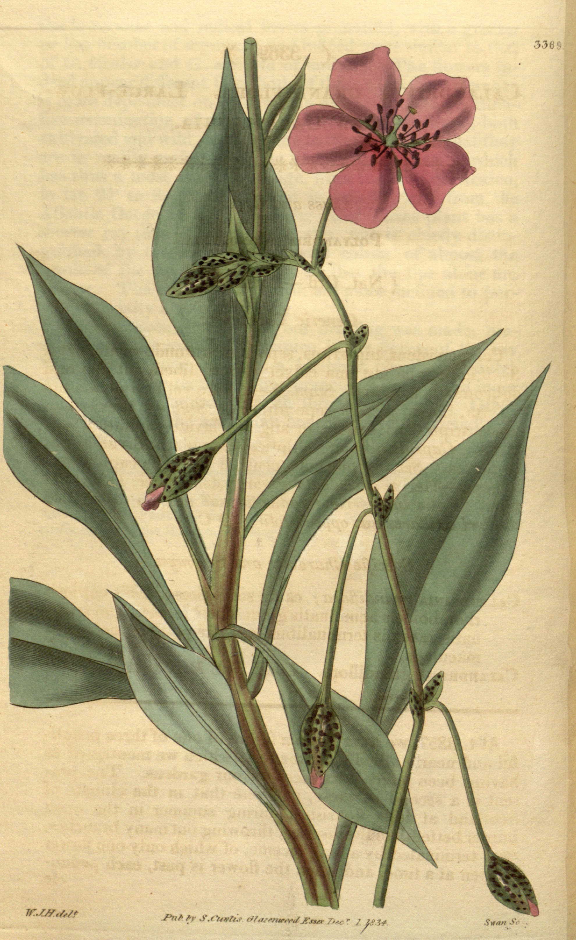 no full size  illustration available (3a)