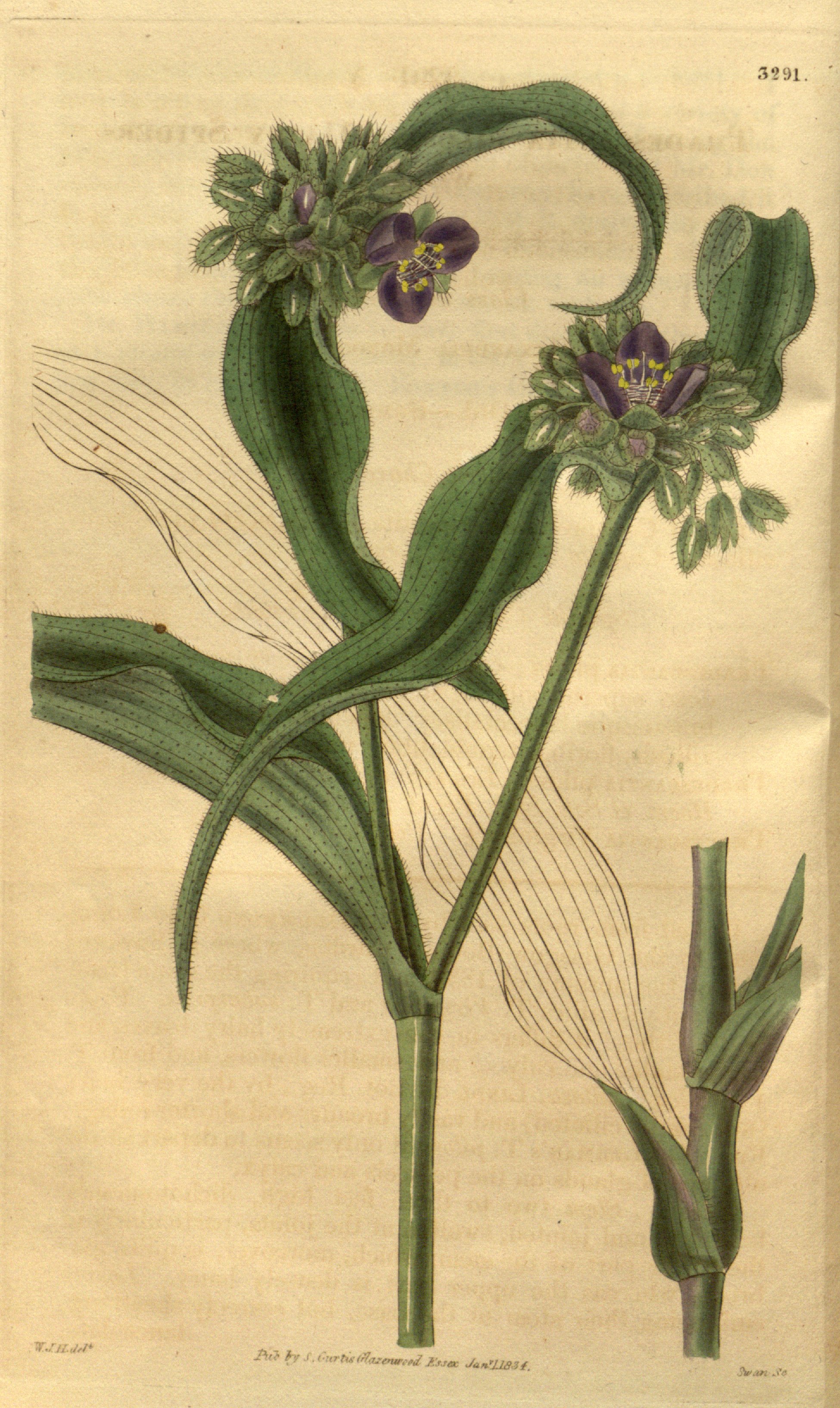 no full size  illustration available (3a)