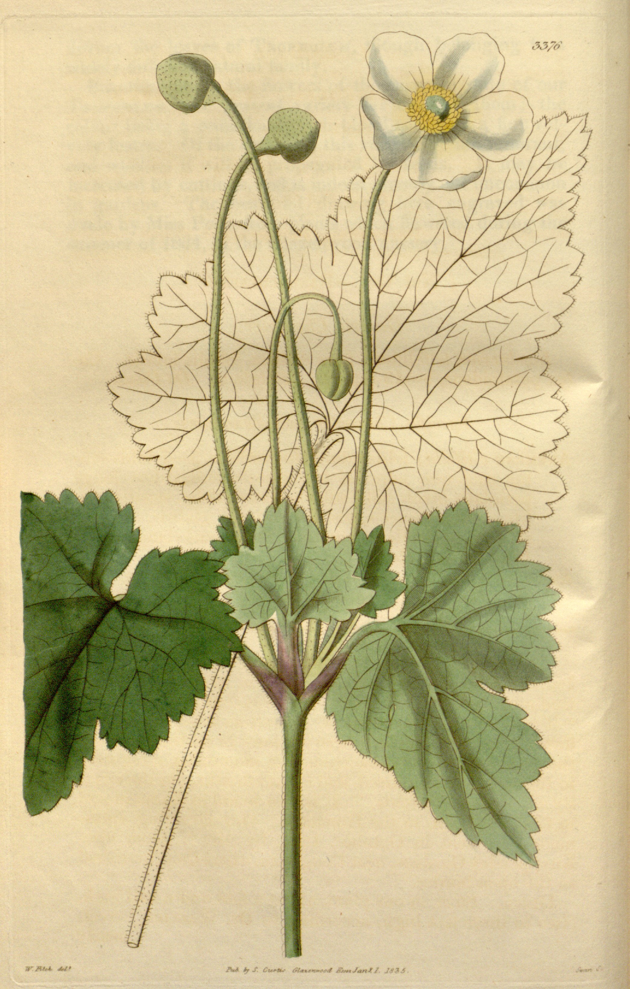 no full size  illustration available (3a)