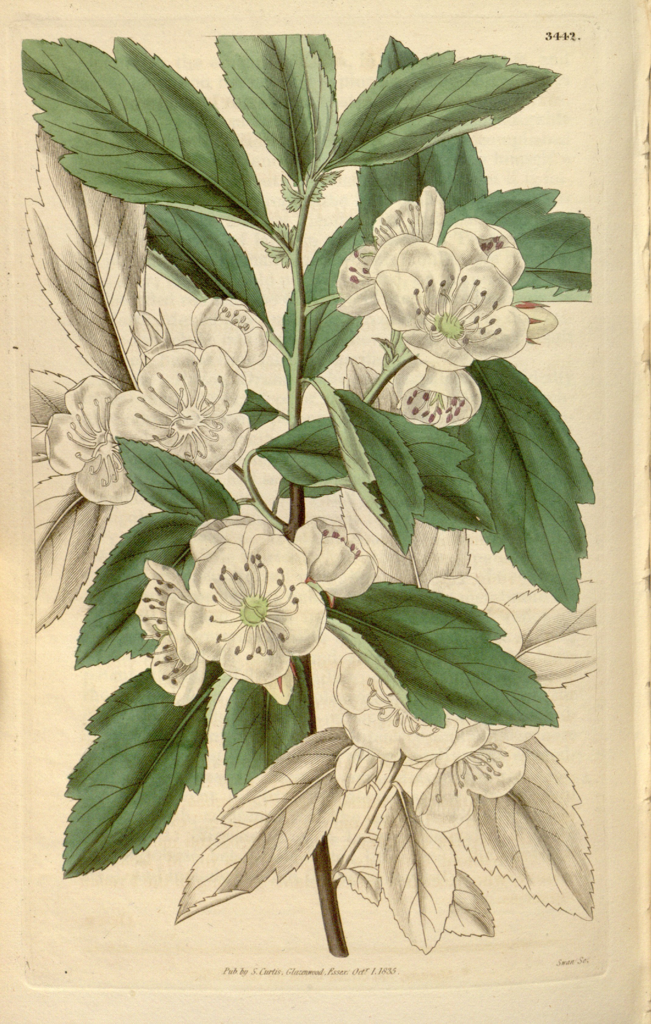 no full size  illustration available (3a)