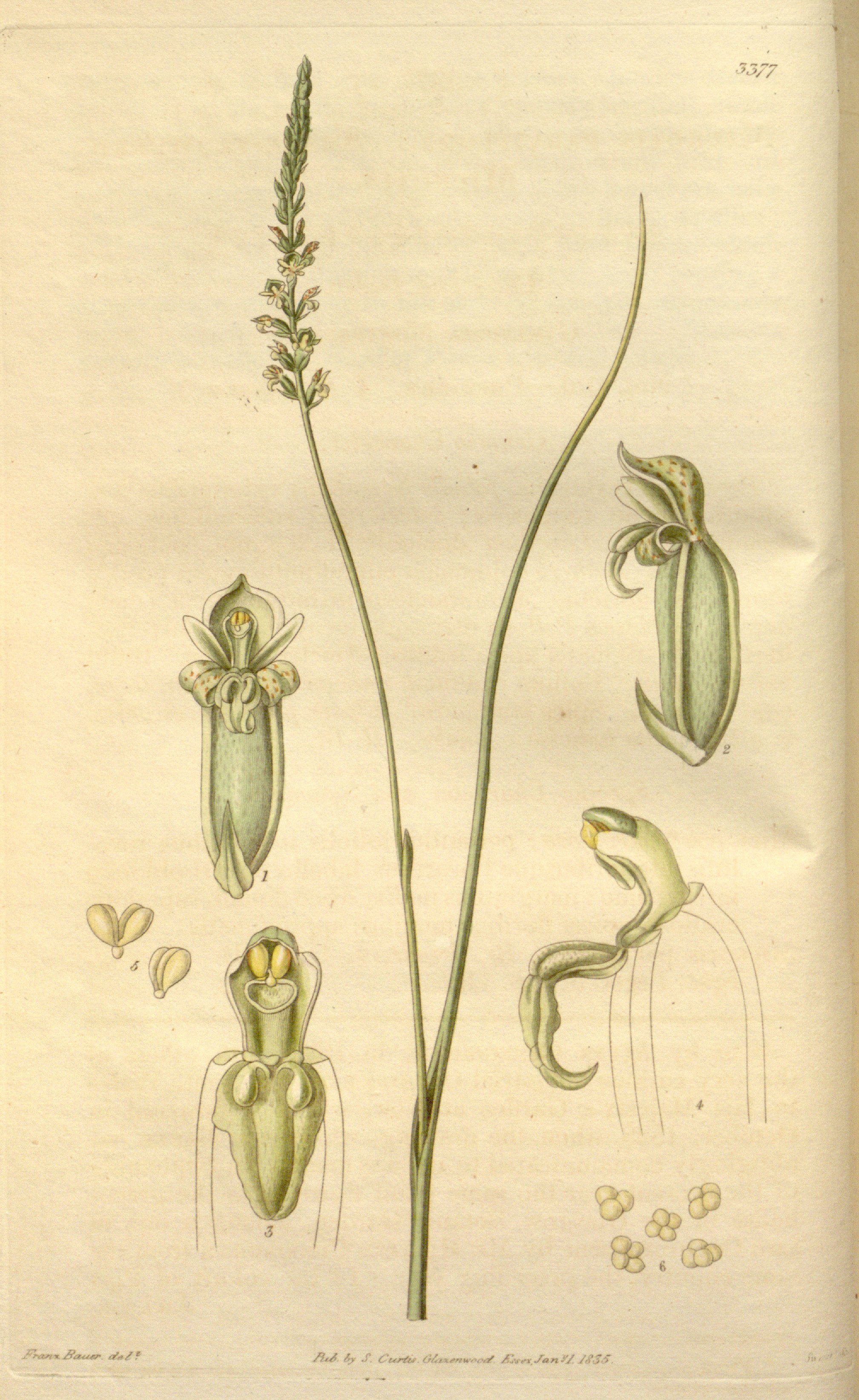 no full size  illustration available (3a)