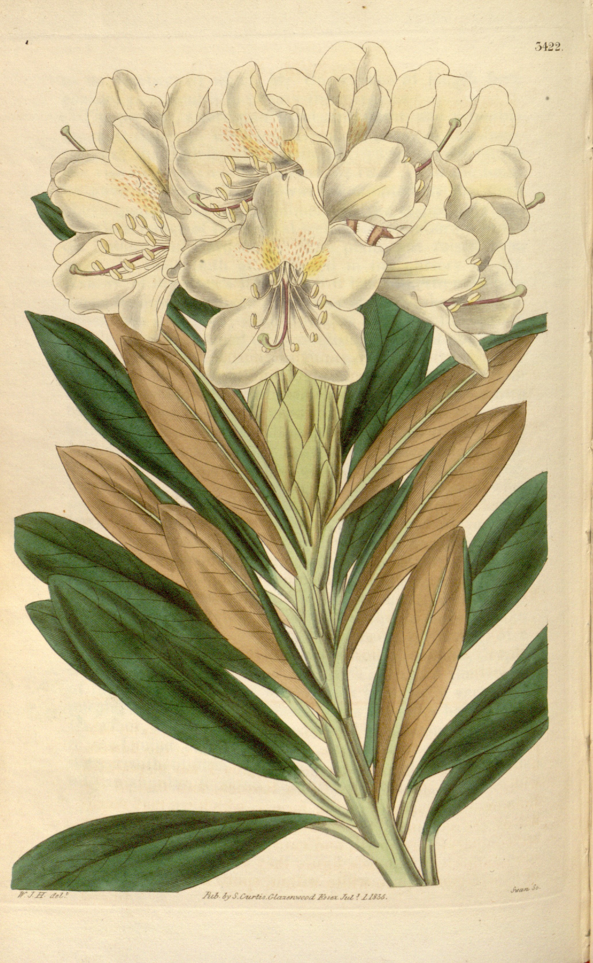 no full size  illustration available (3a)