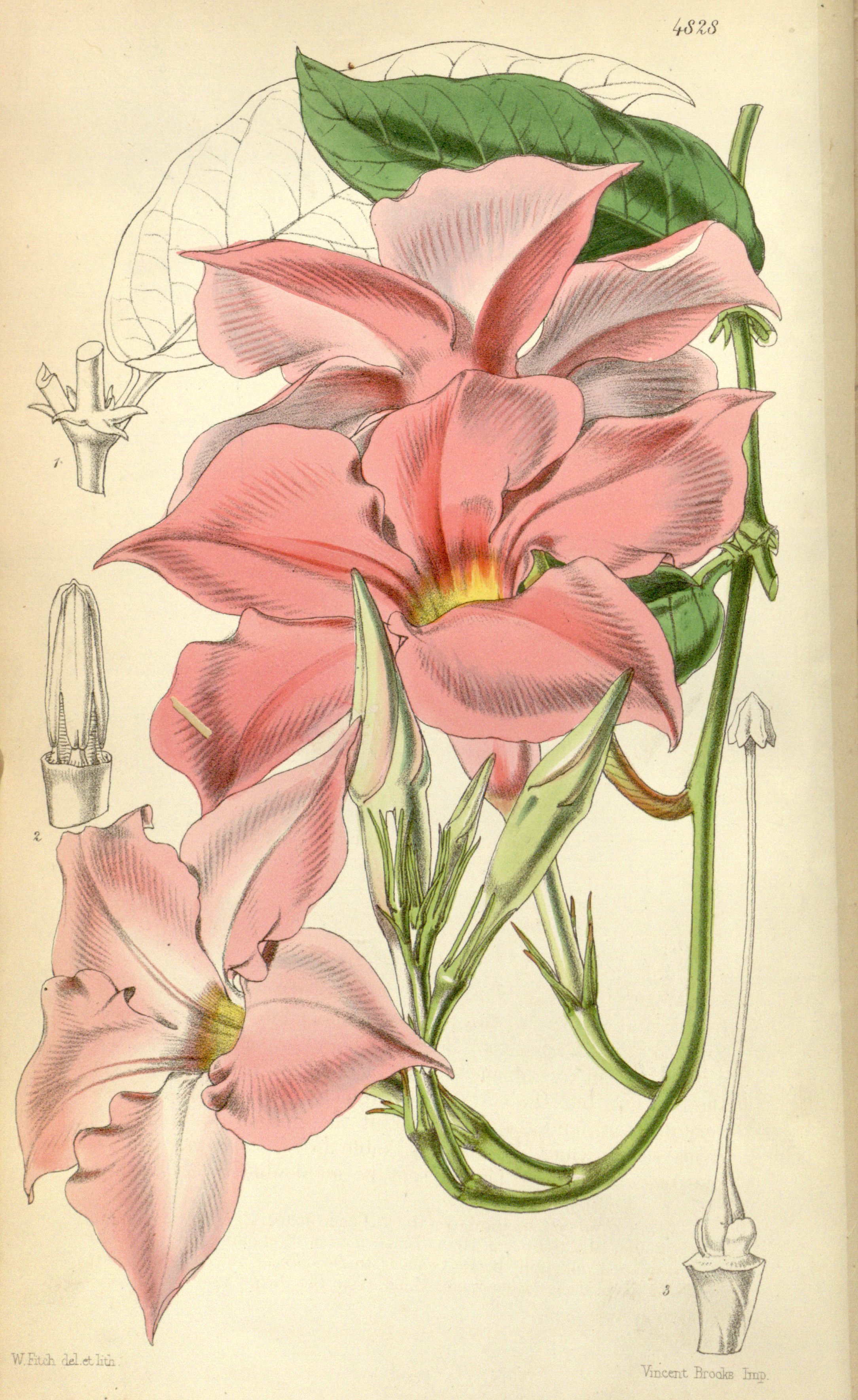 no full size  illustration available (3a)