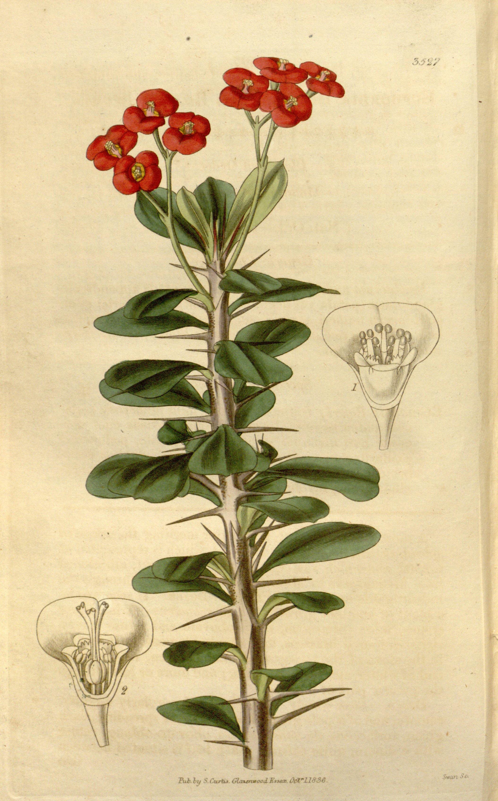 no full size  illustration available (3a)