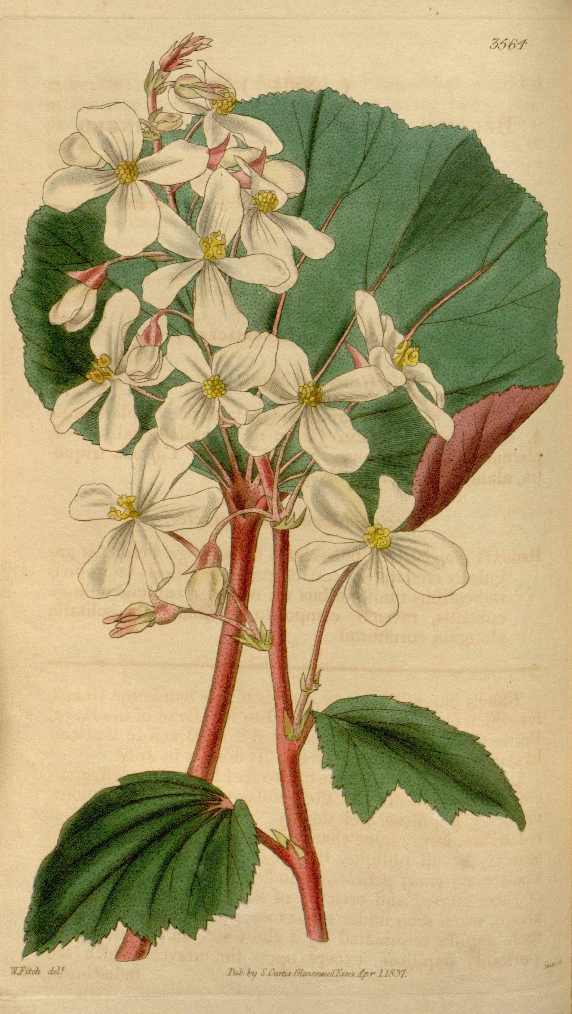 no full size  illustration available (3a)