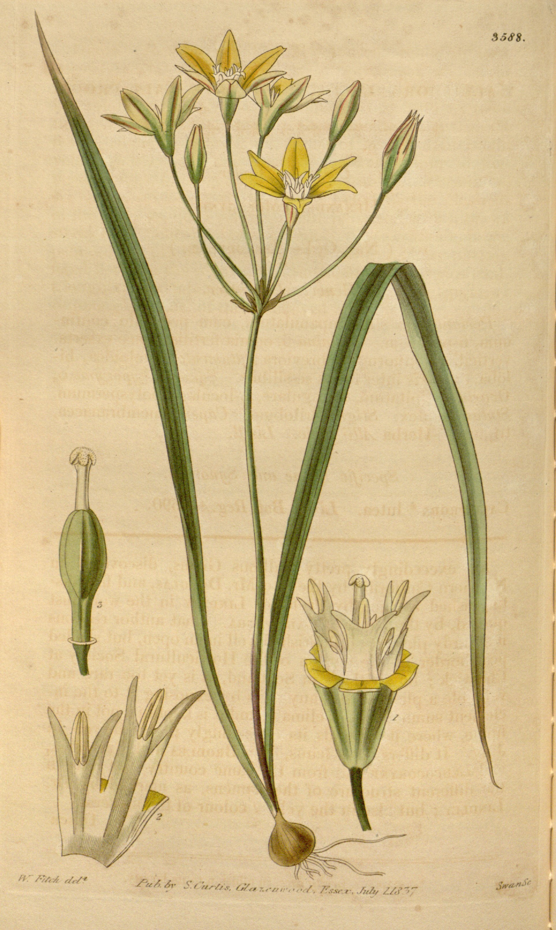 no full size  illustration available (3a)