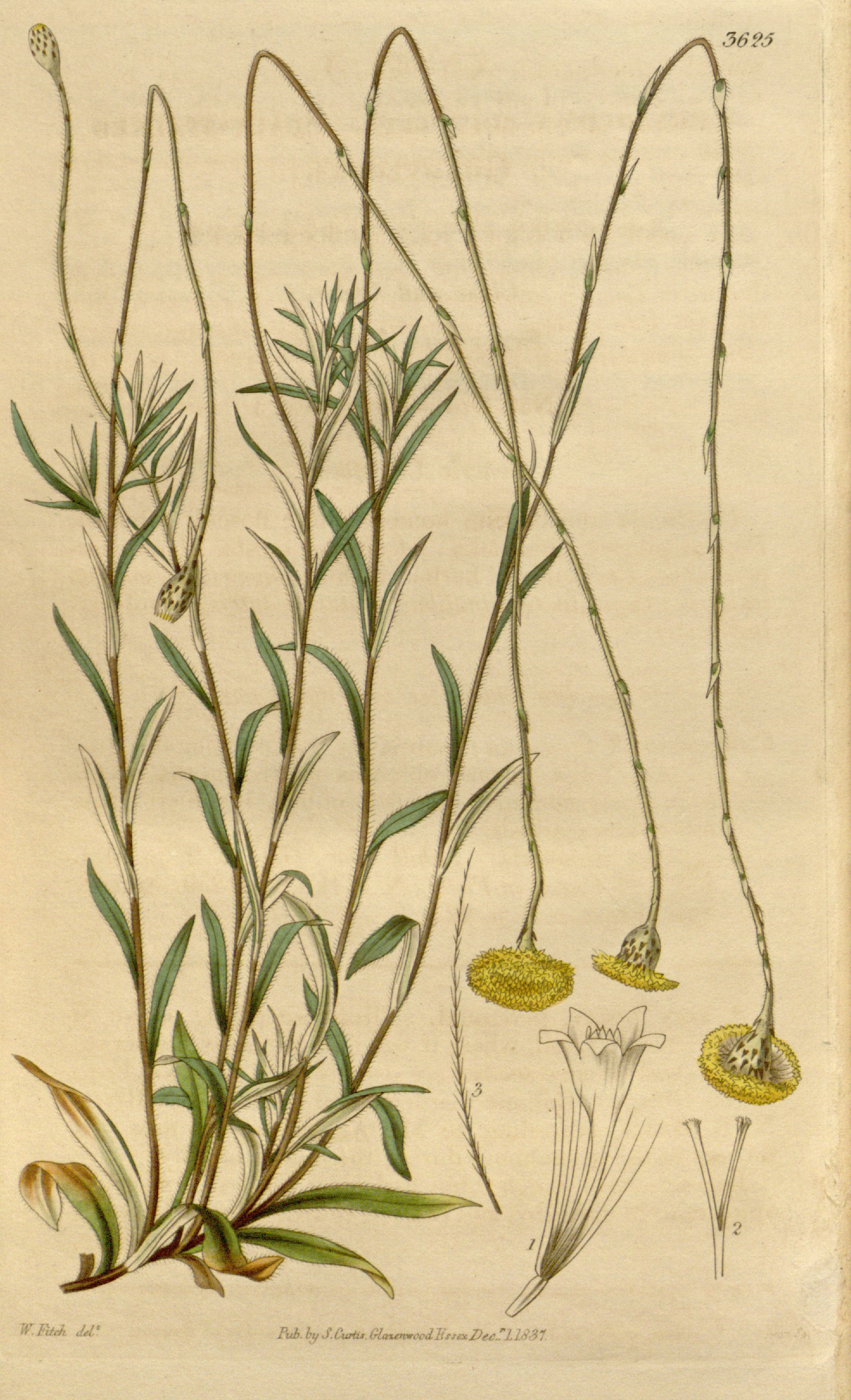 no full size  illustration available (3a)