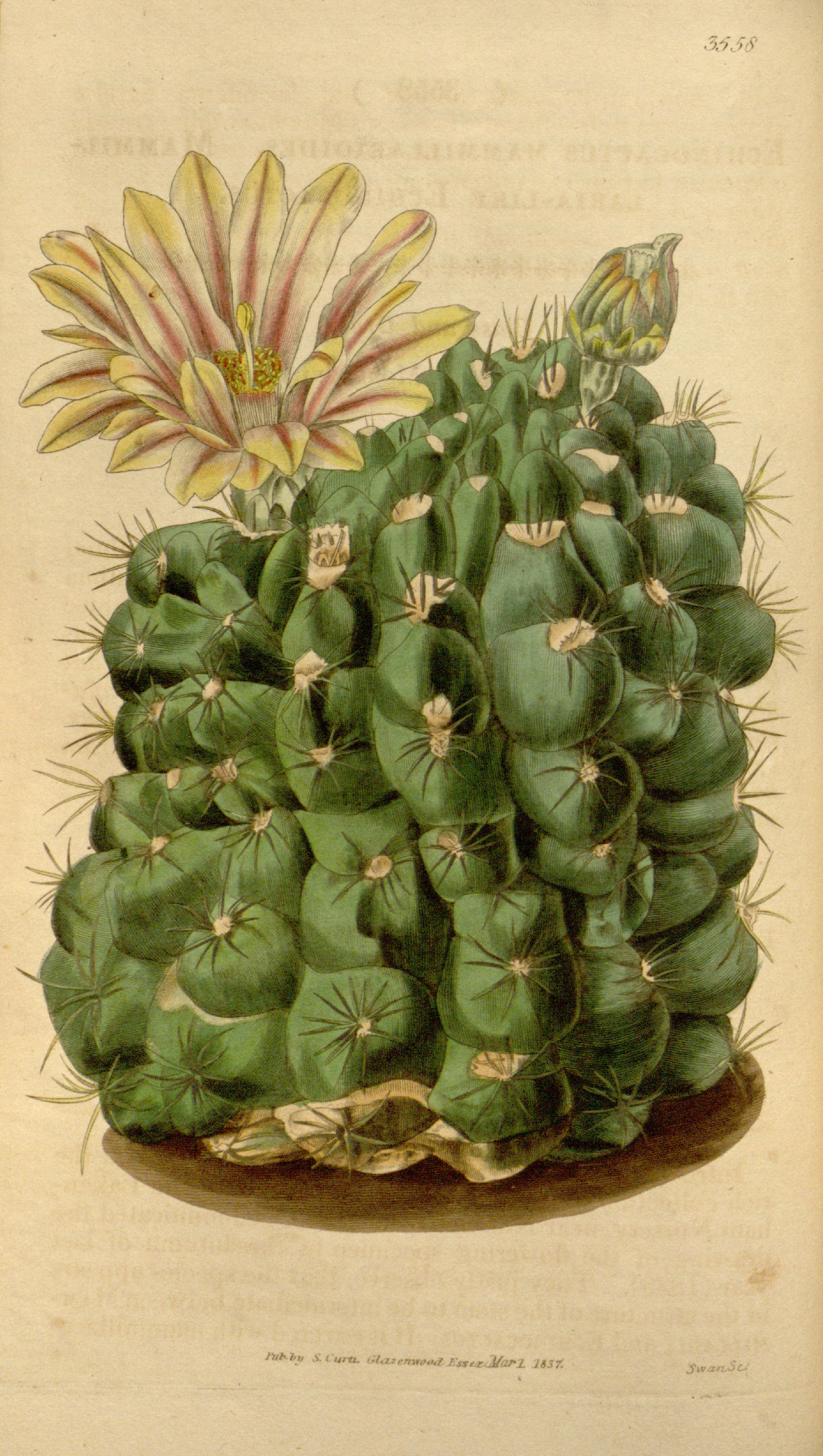 no full size  illustration available (3a)