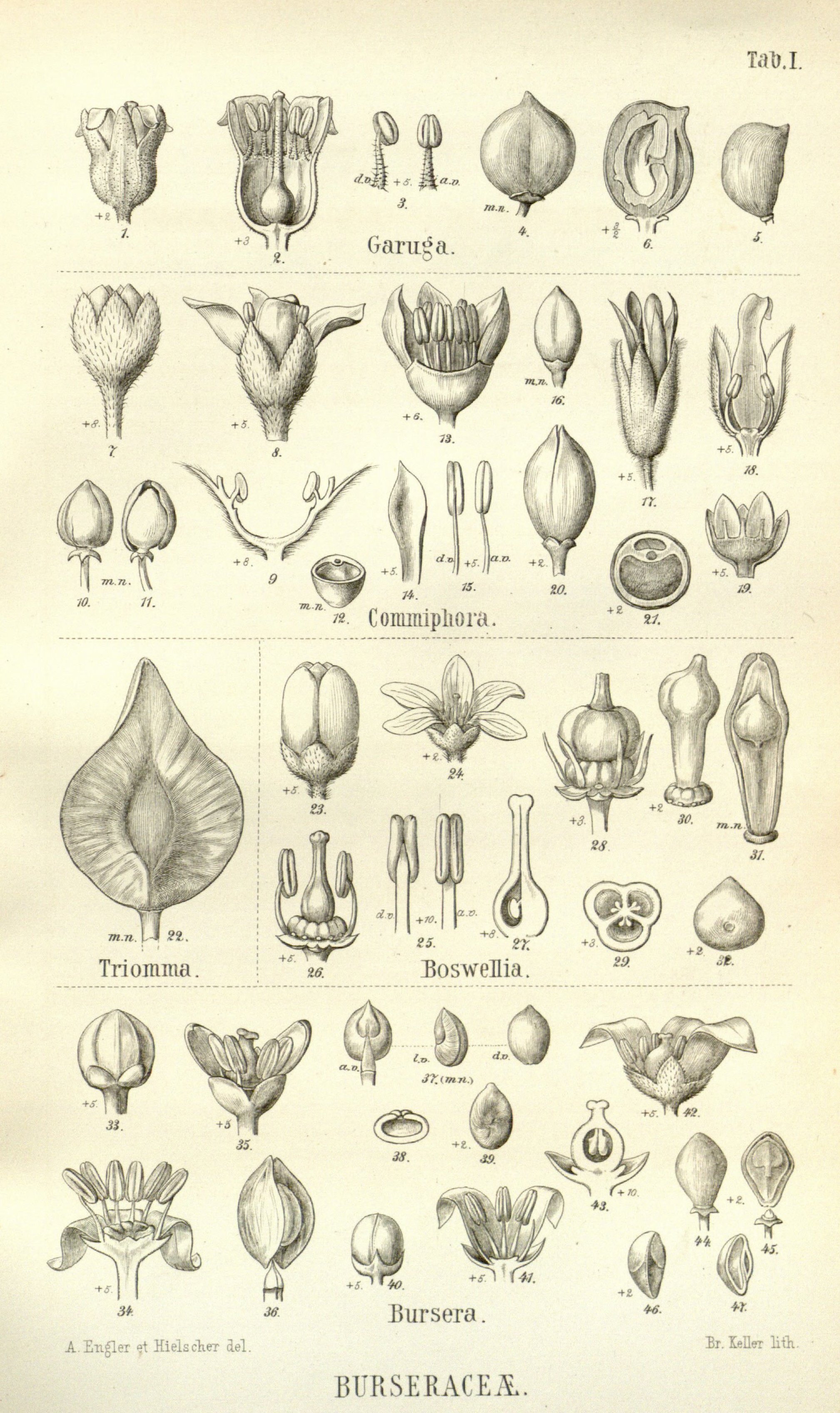 no full size  illustration available (3a)