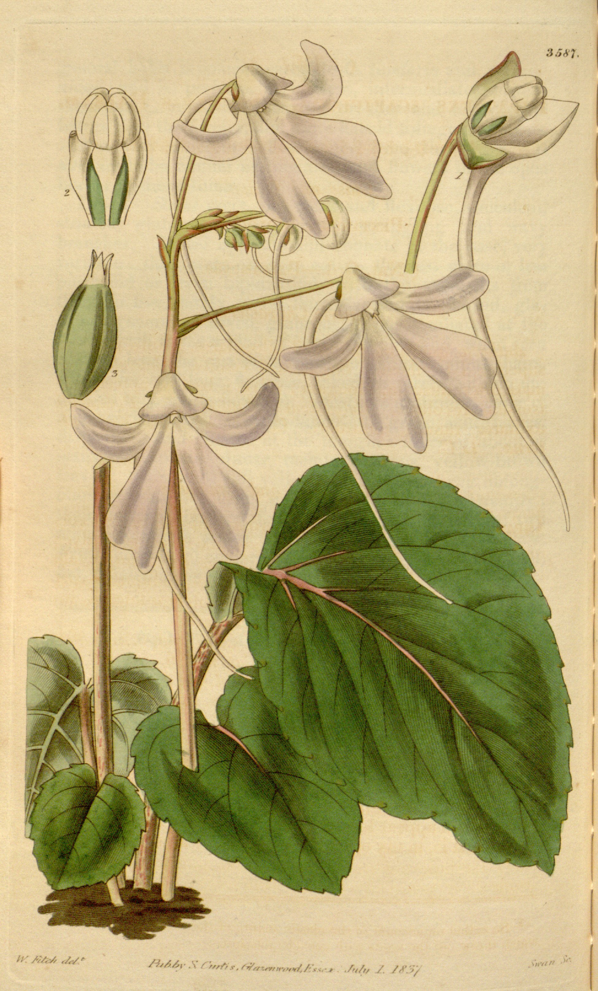 no full size  illustration available (3a)