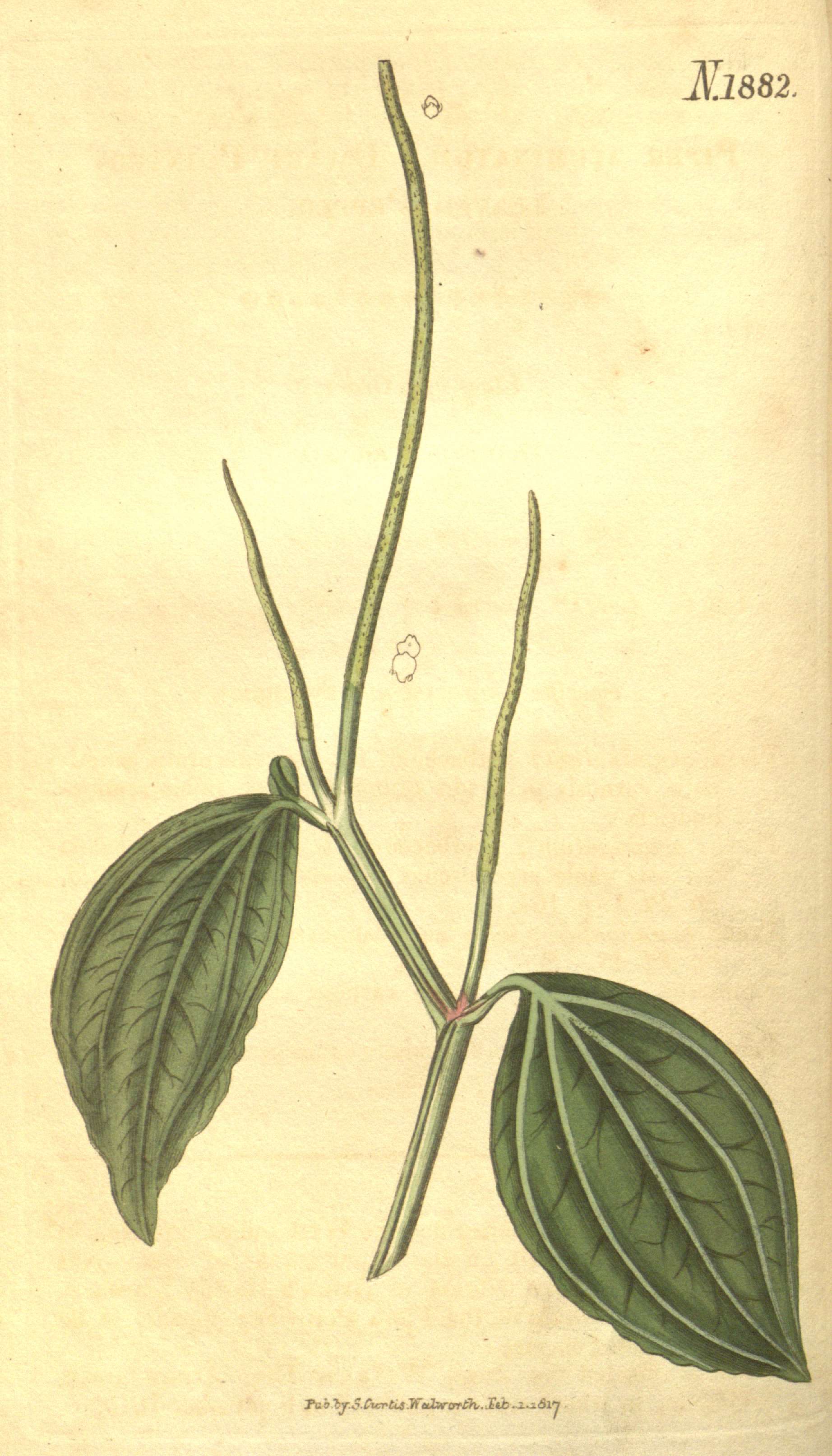 no full size  illustration available (3a)