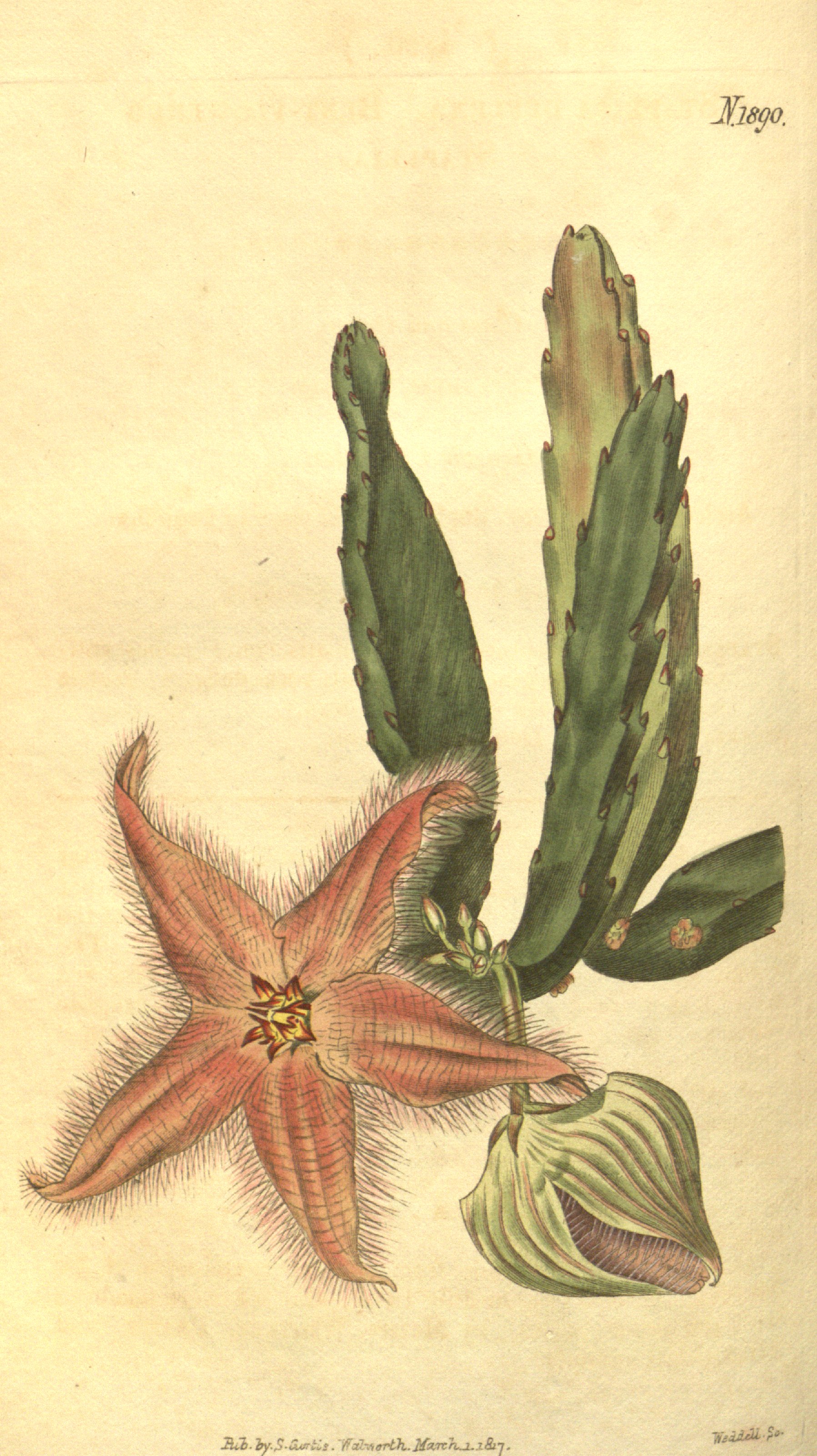 no full size  illustration available (3a)